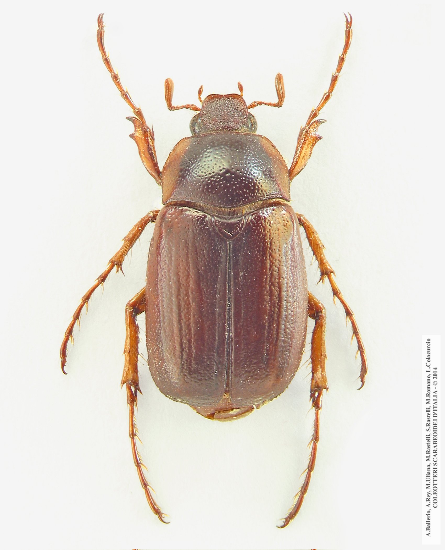 Geotrogus euphytus, maschio