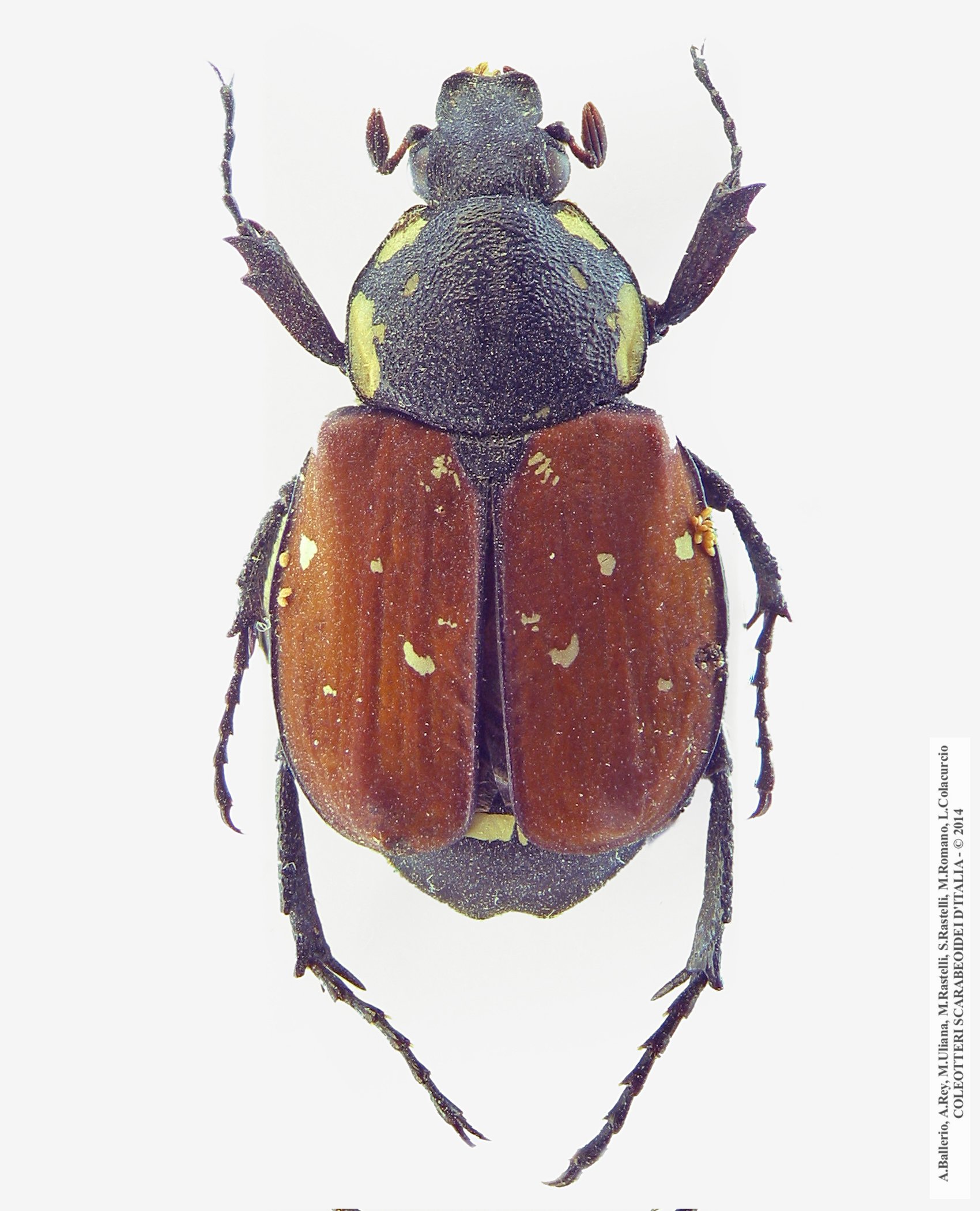 Gnorimus decempunctatus, femmina 