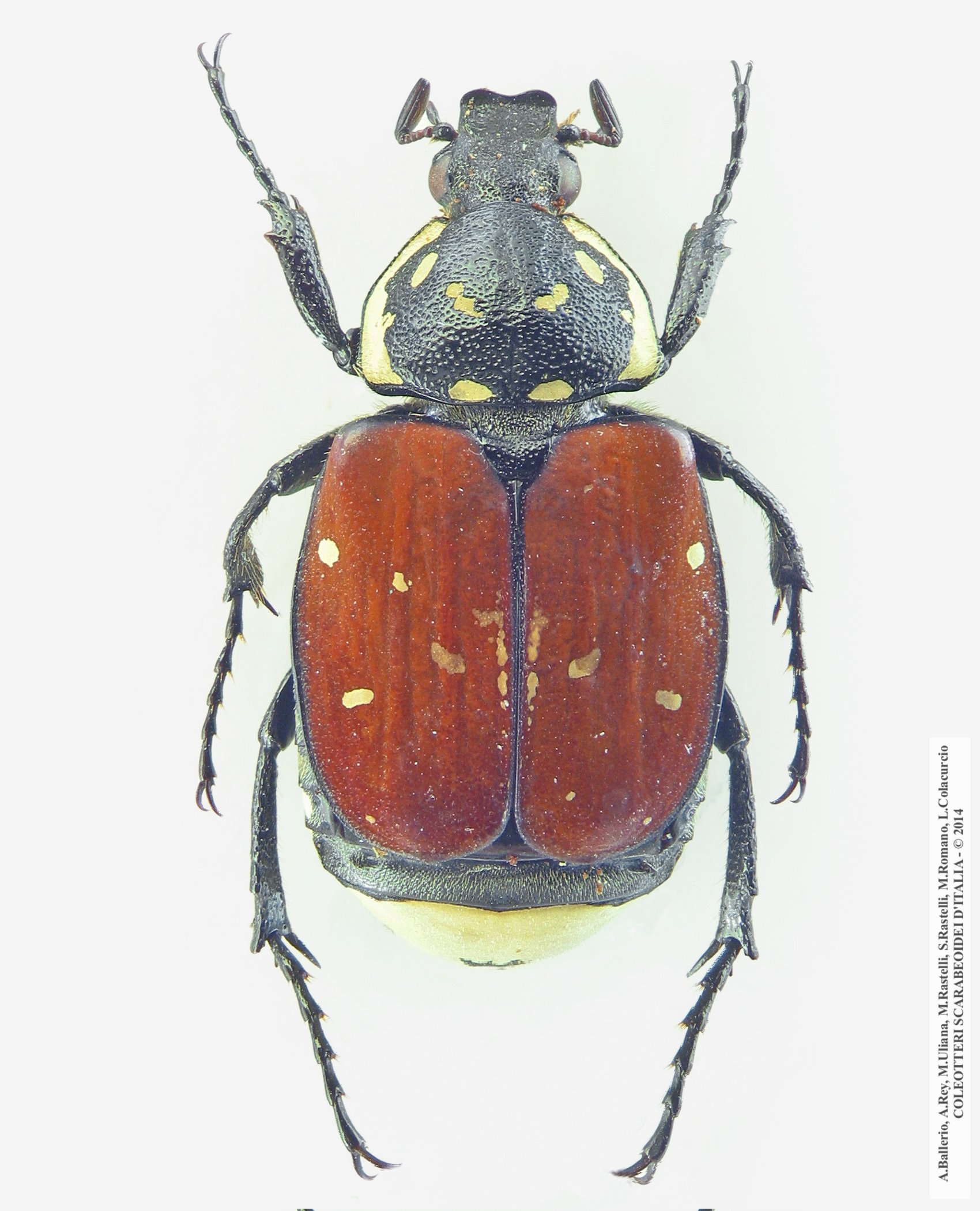 Gnorimus decempunctatus, maschio 
