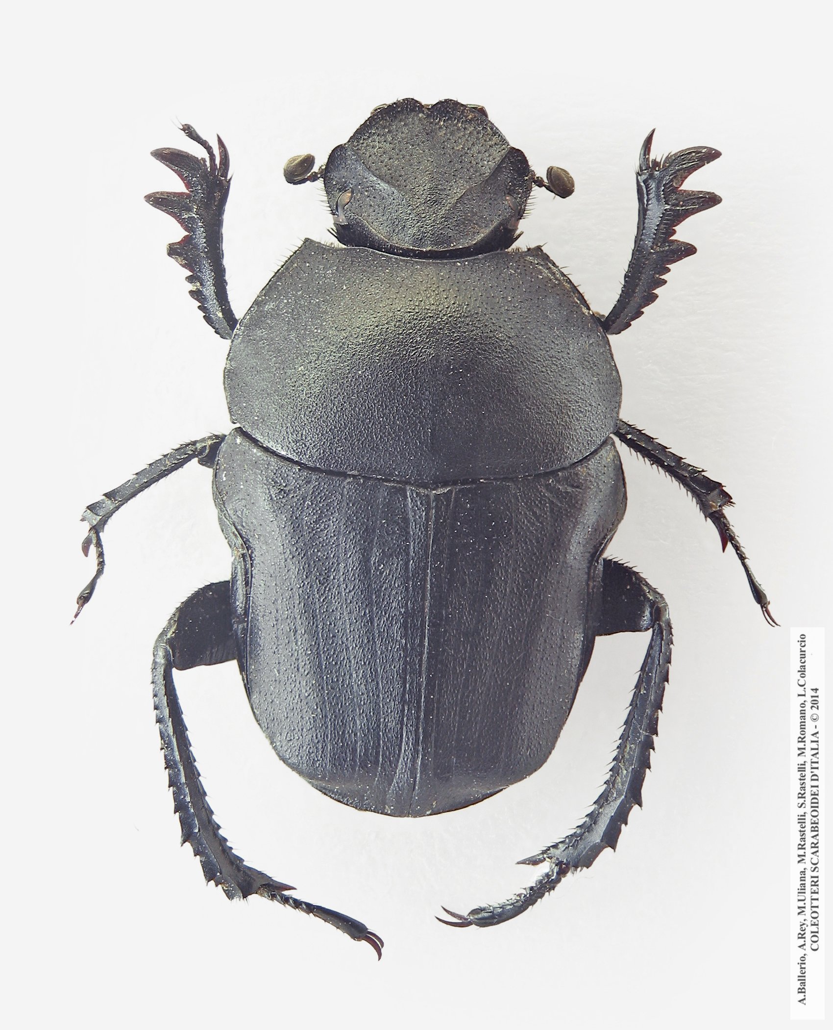 Gymnopleurus geoffroyi geoffroyi