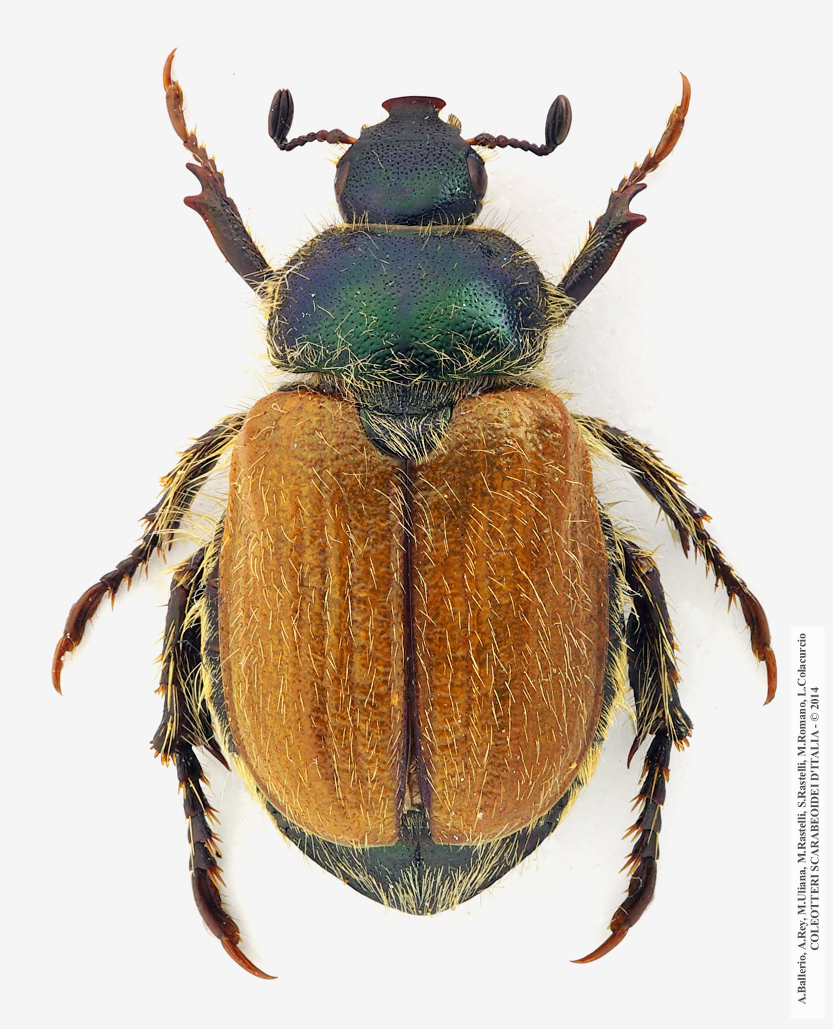 Hemichaetoplia pallidipennis, femmina