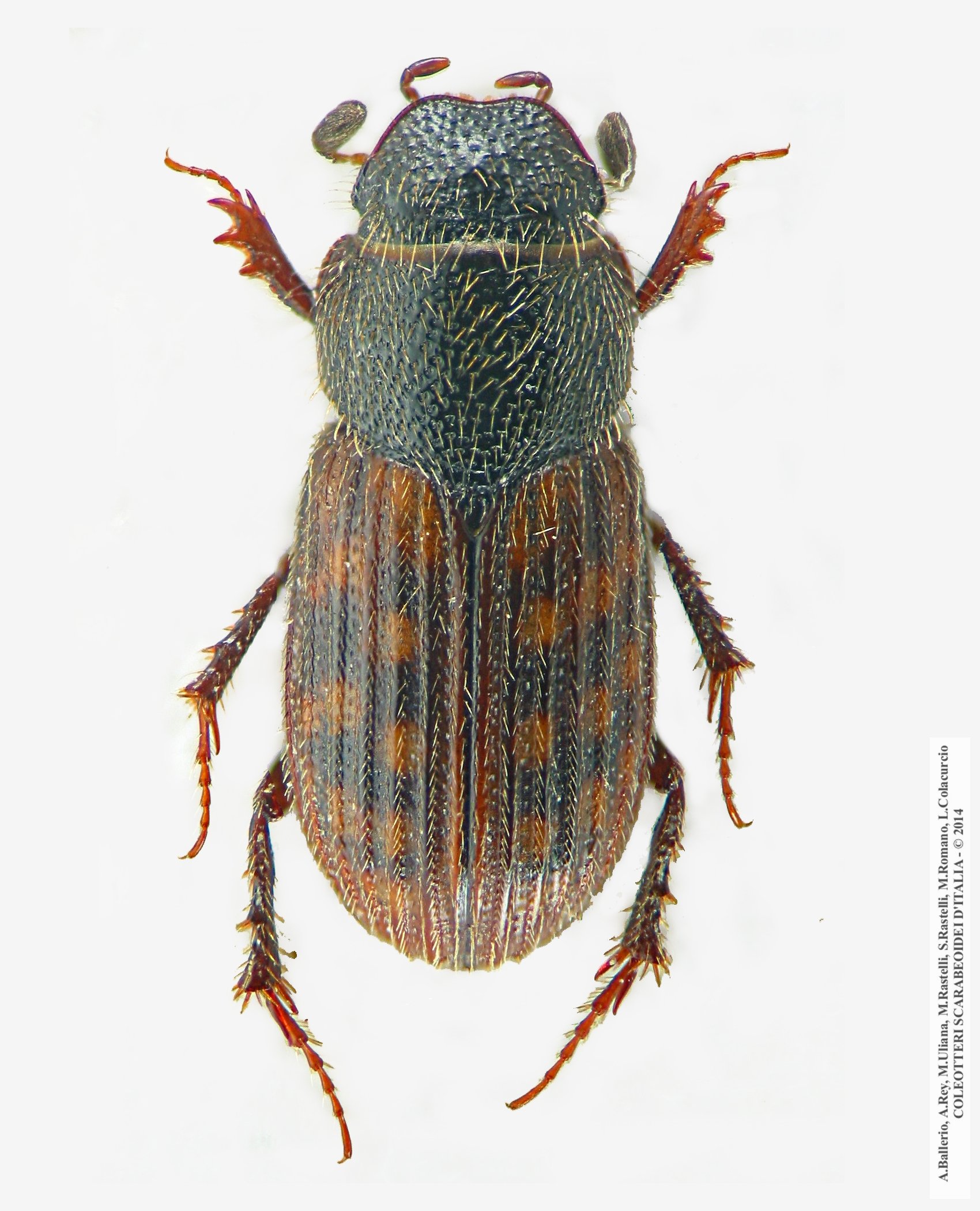 Heptaulacus rasettii, femmina