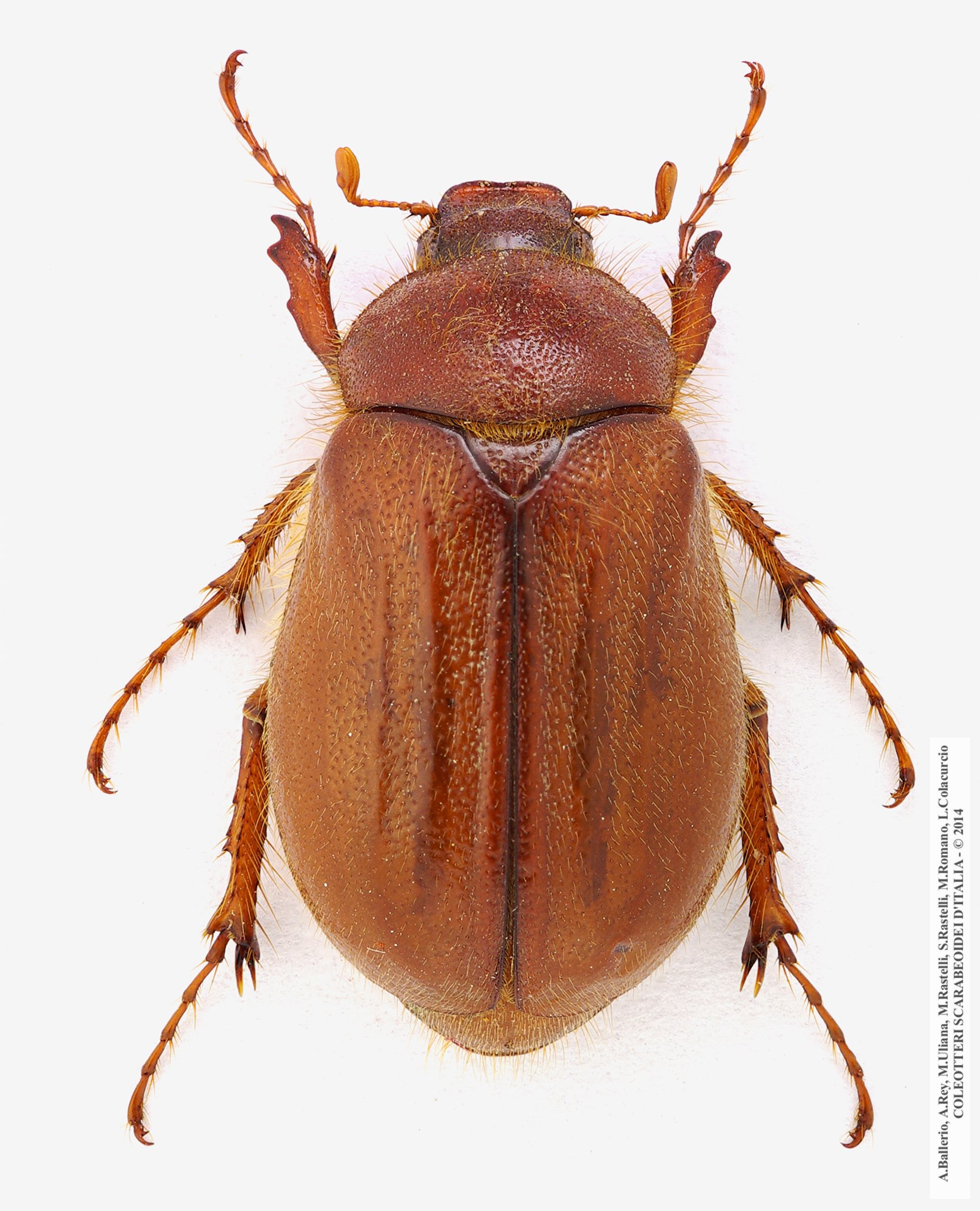 Holochelus fraxinicola, femmina