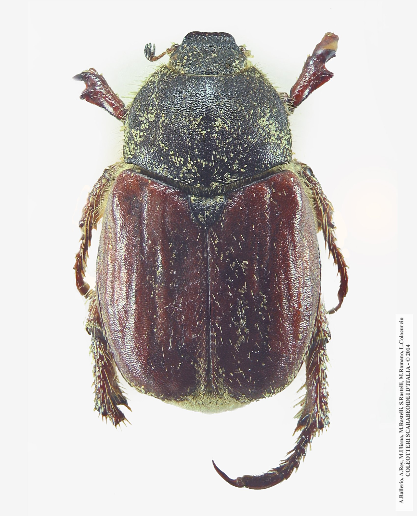 Hoplia attilioi, femmina