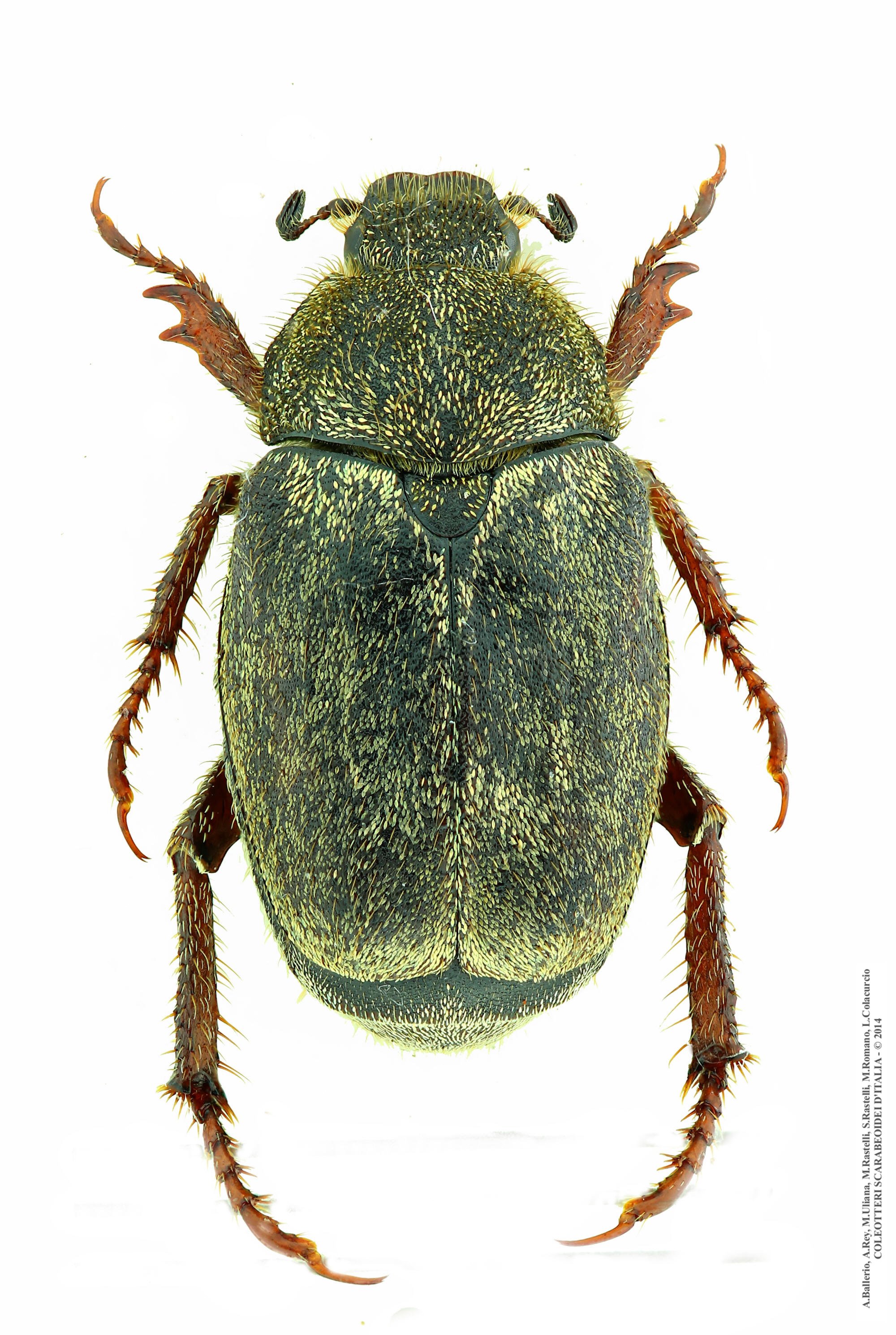 Hoplia fiorii, femmina