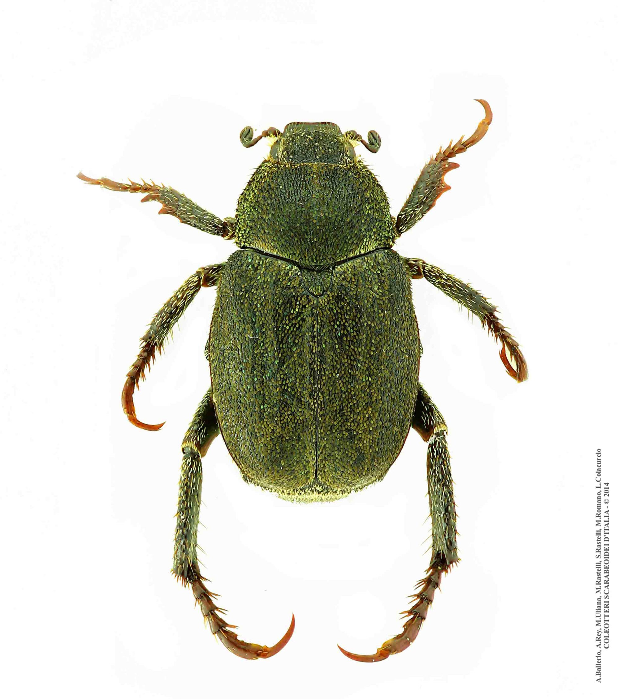 Hoplia paganettii
