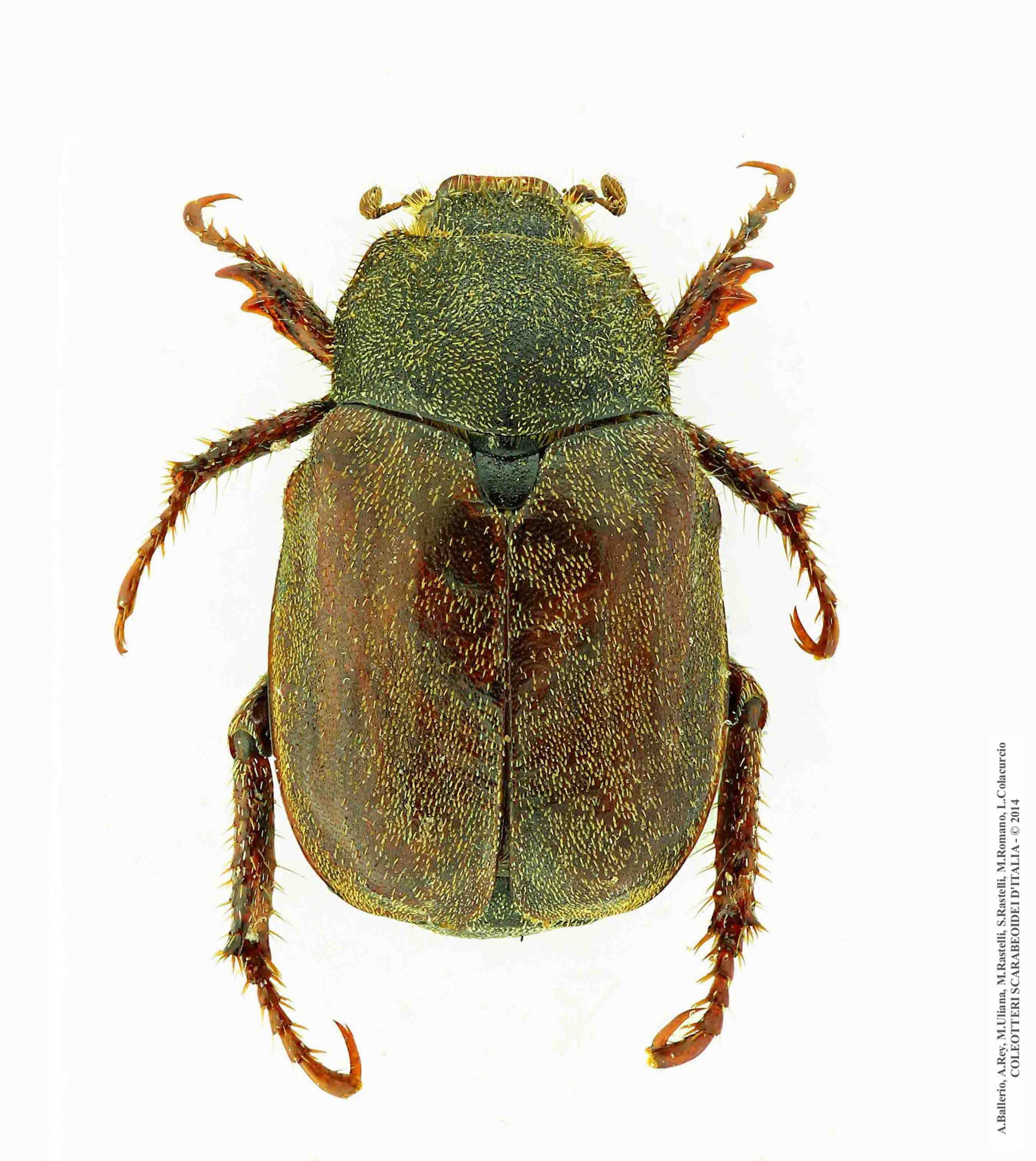 Hoplia phillanthus  phillanthus, femmina