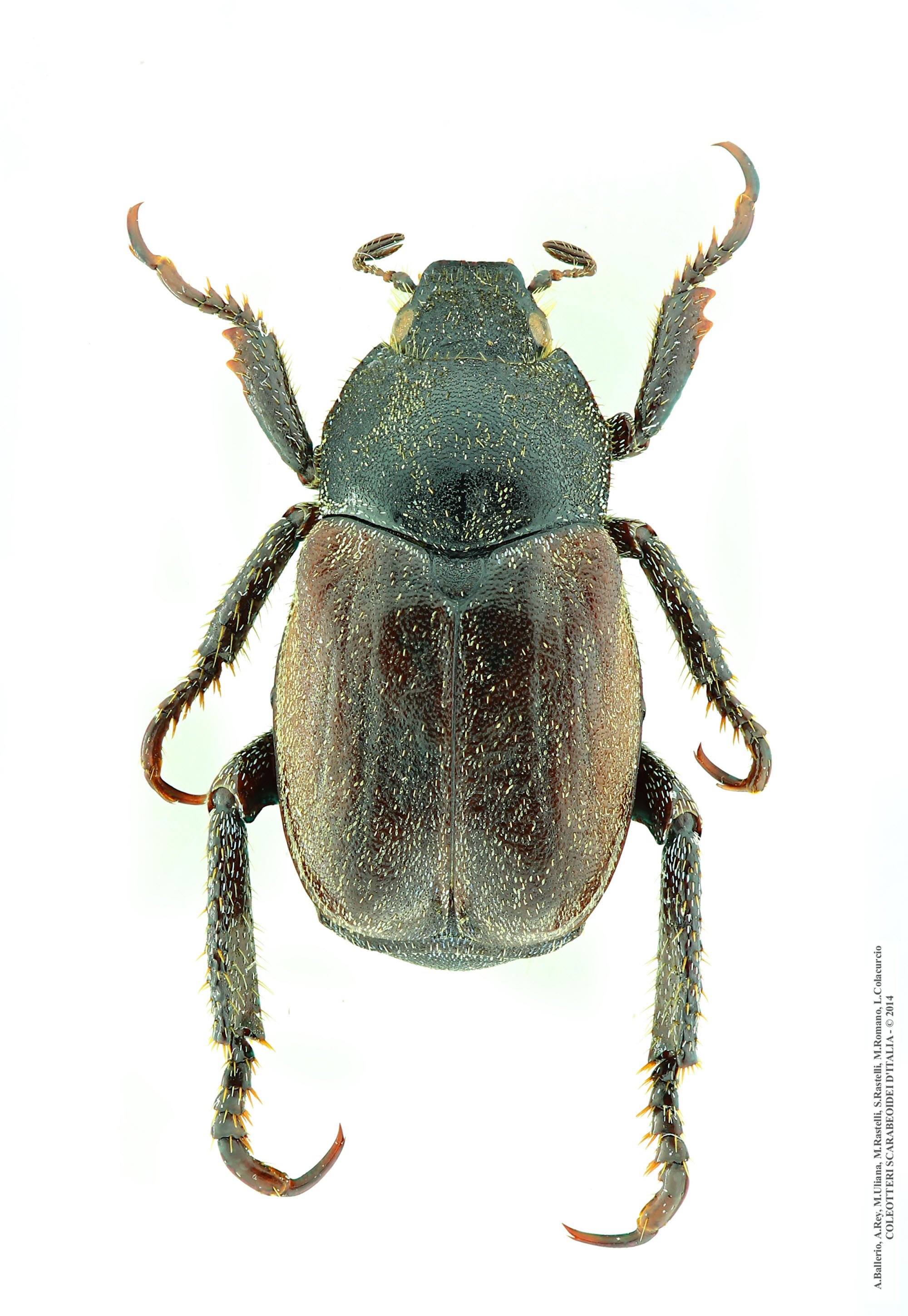 Hoplia philanthus philanthus, maschio