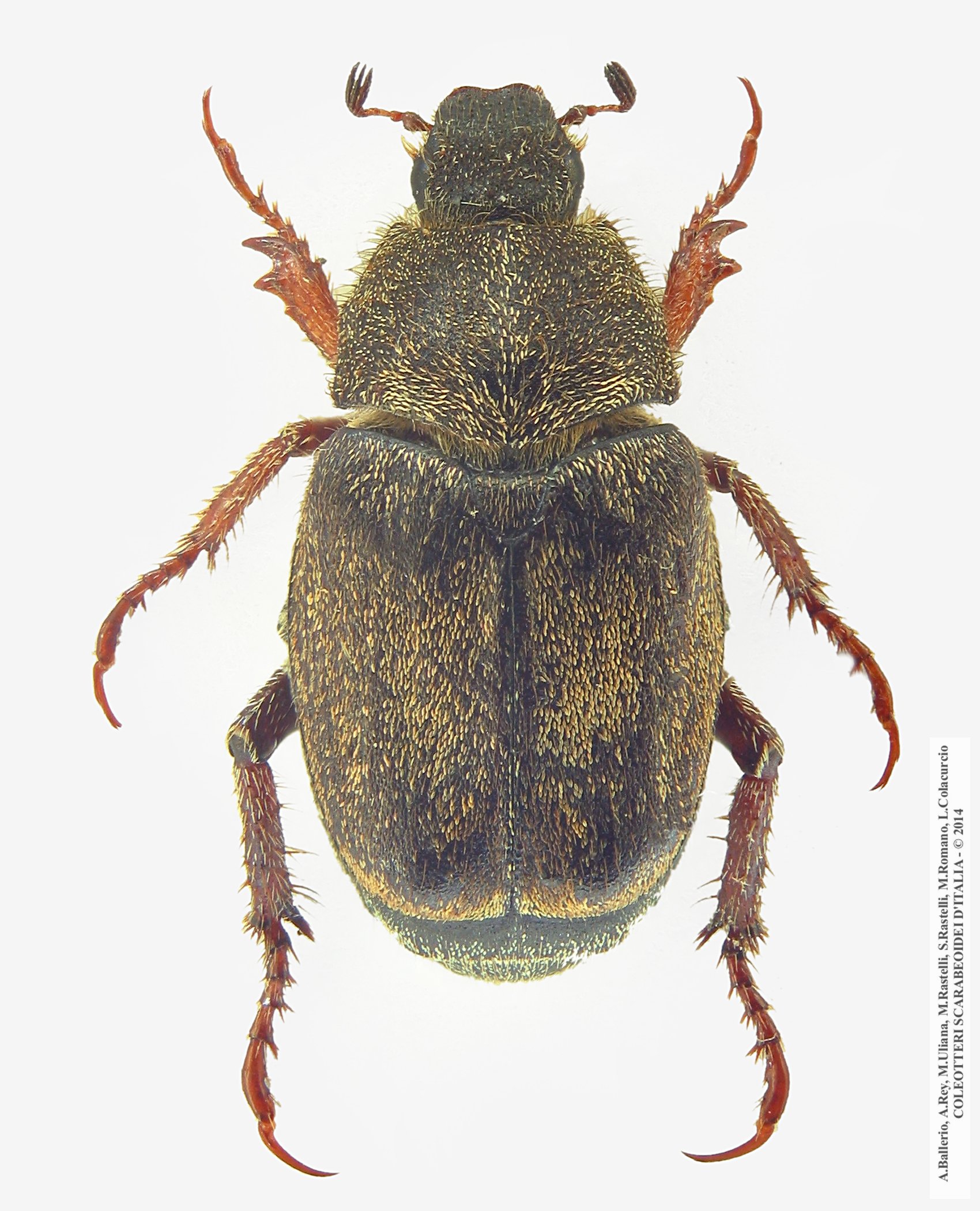 Hoplia praticola,femmina