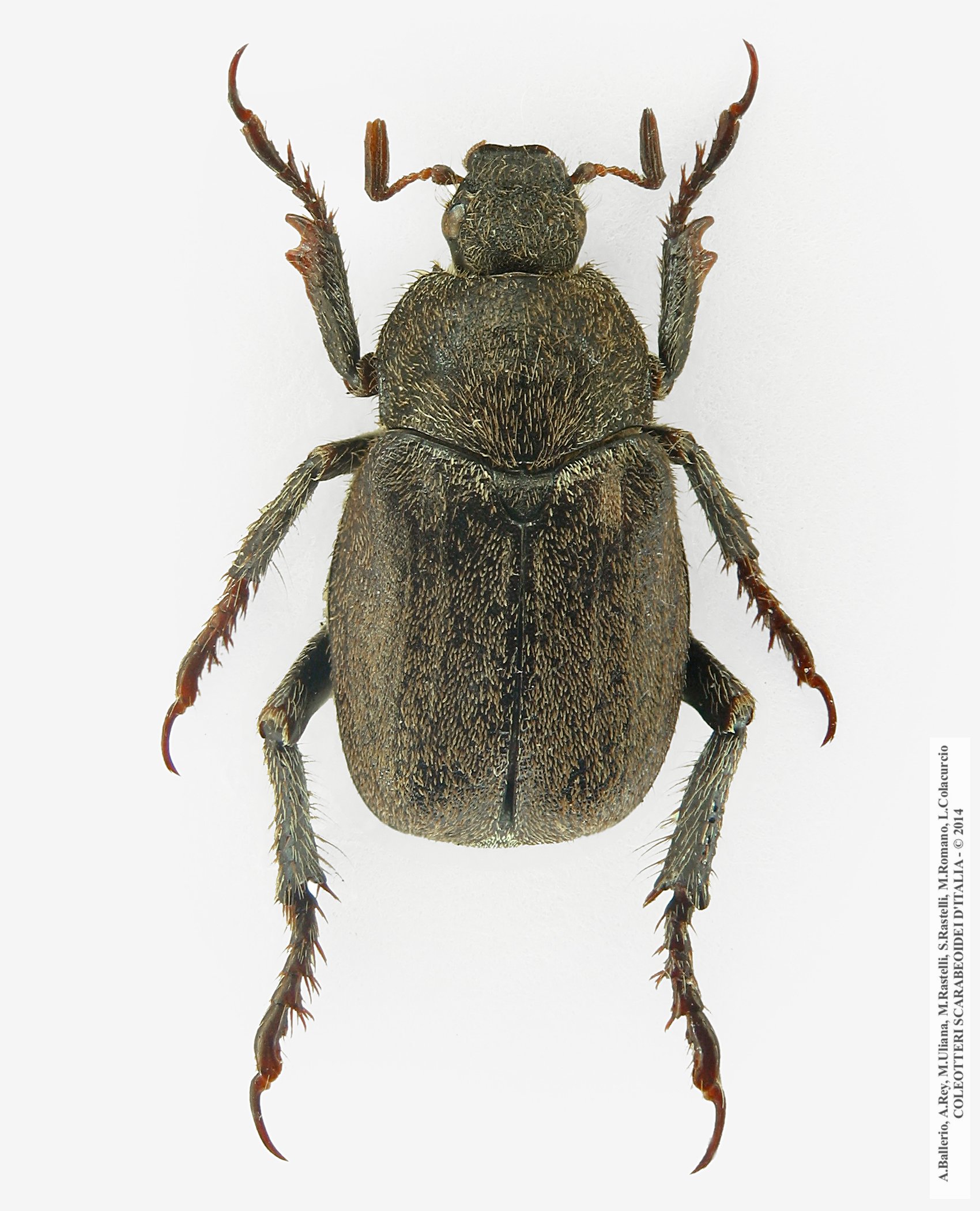 Hoplia praticola, maschio
