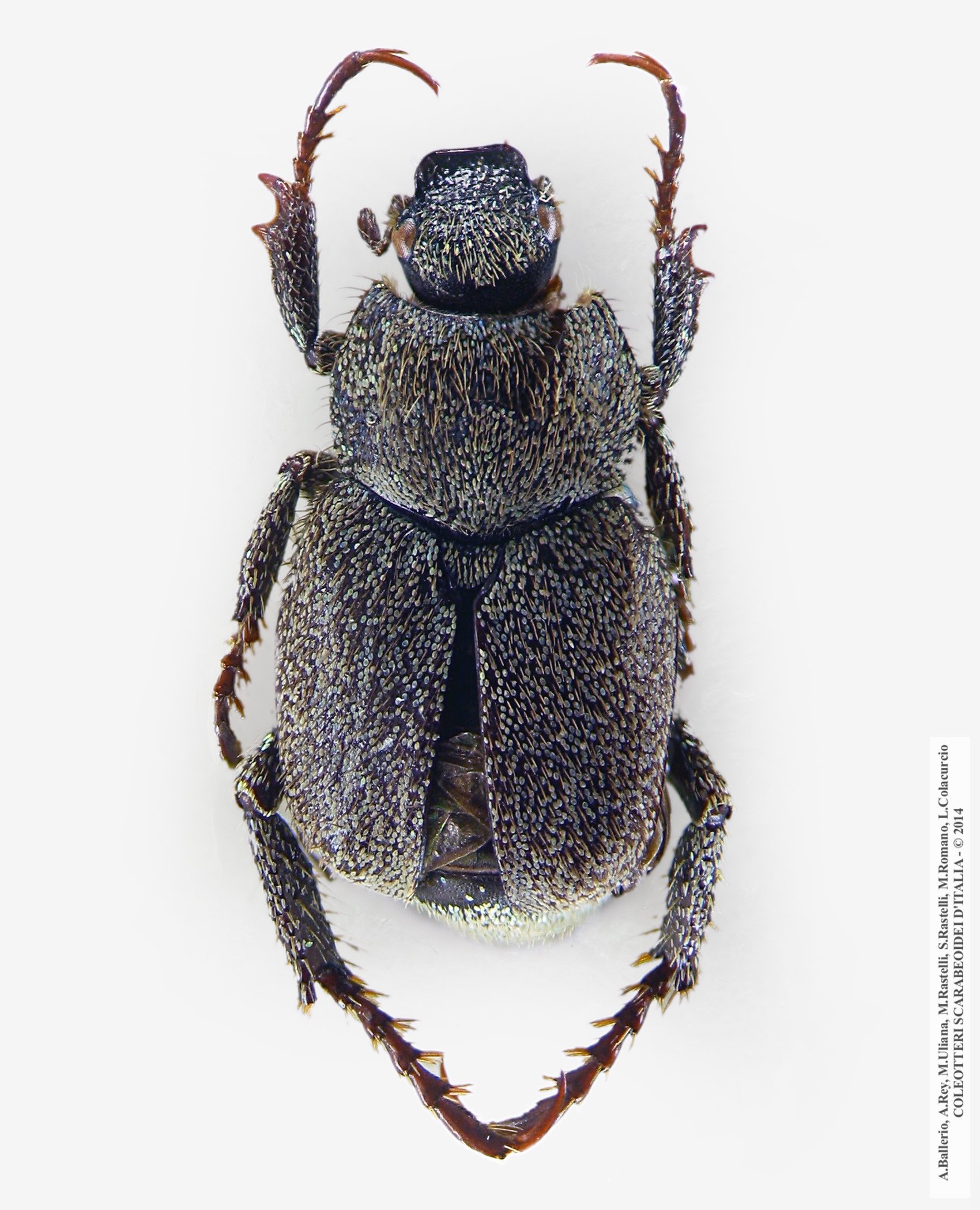 Hoplia walterrossii