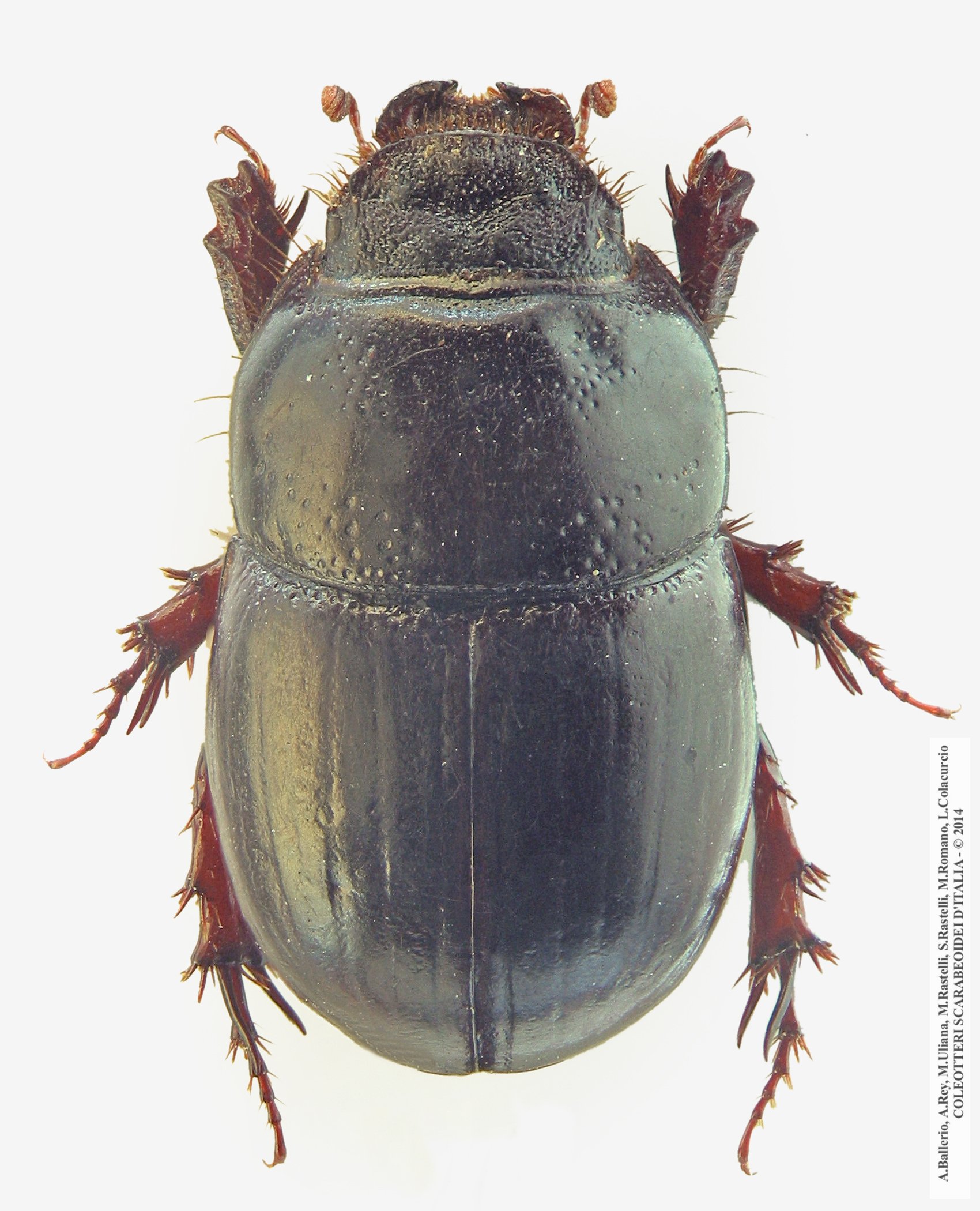 Hybalus benoiti, femmina