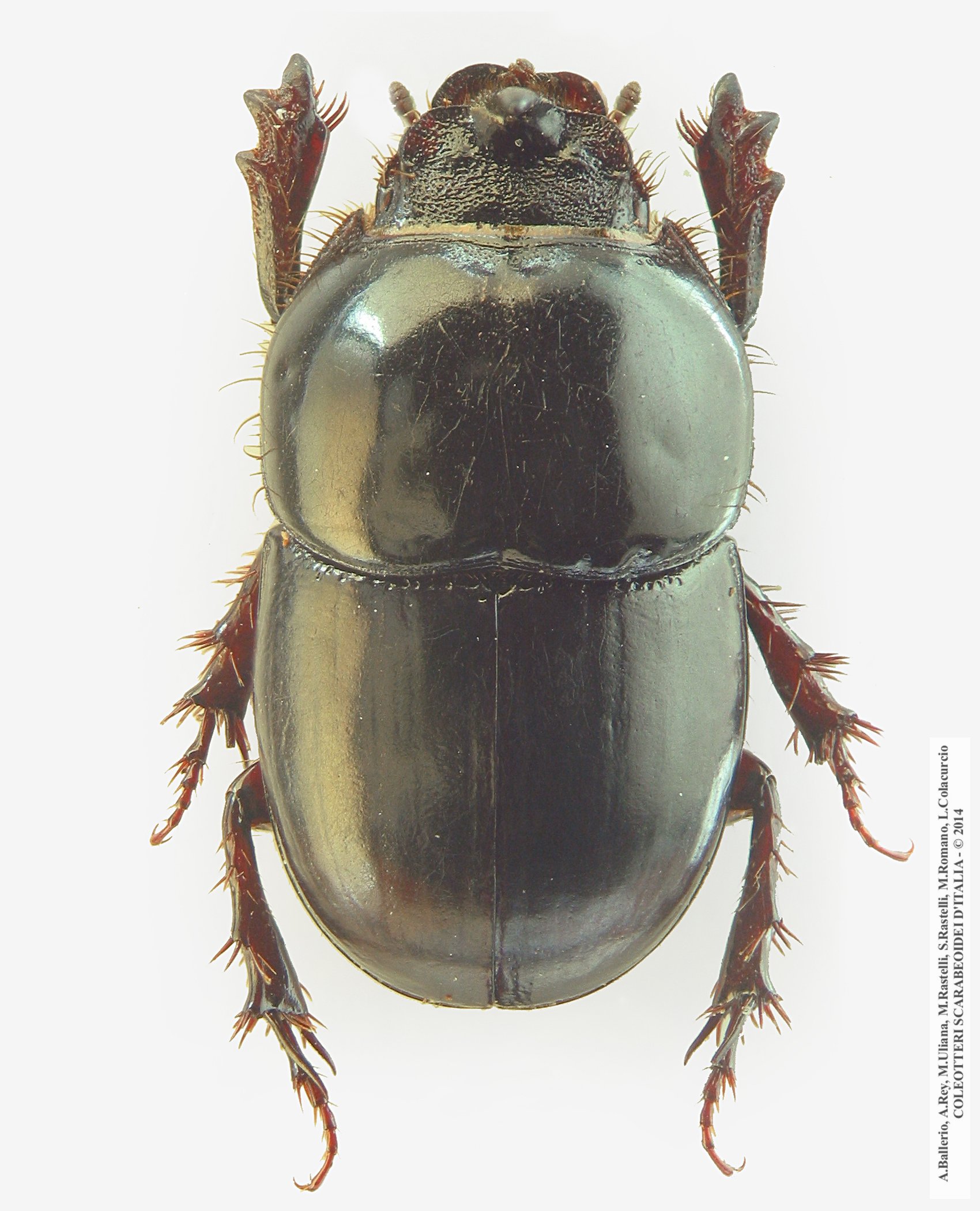 Hybalus benoiti, maschio