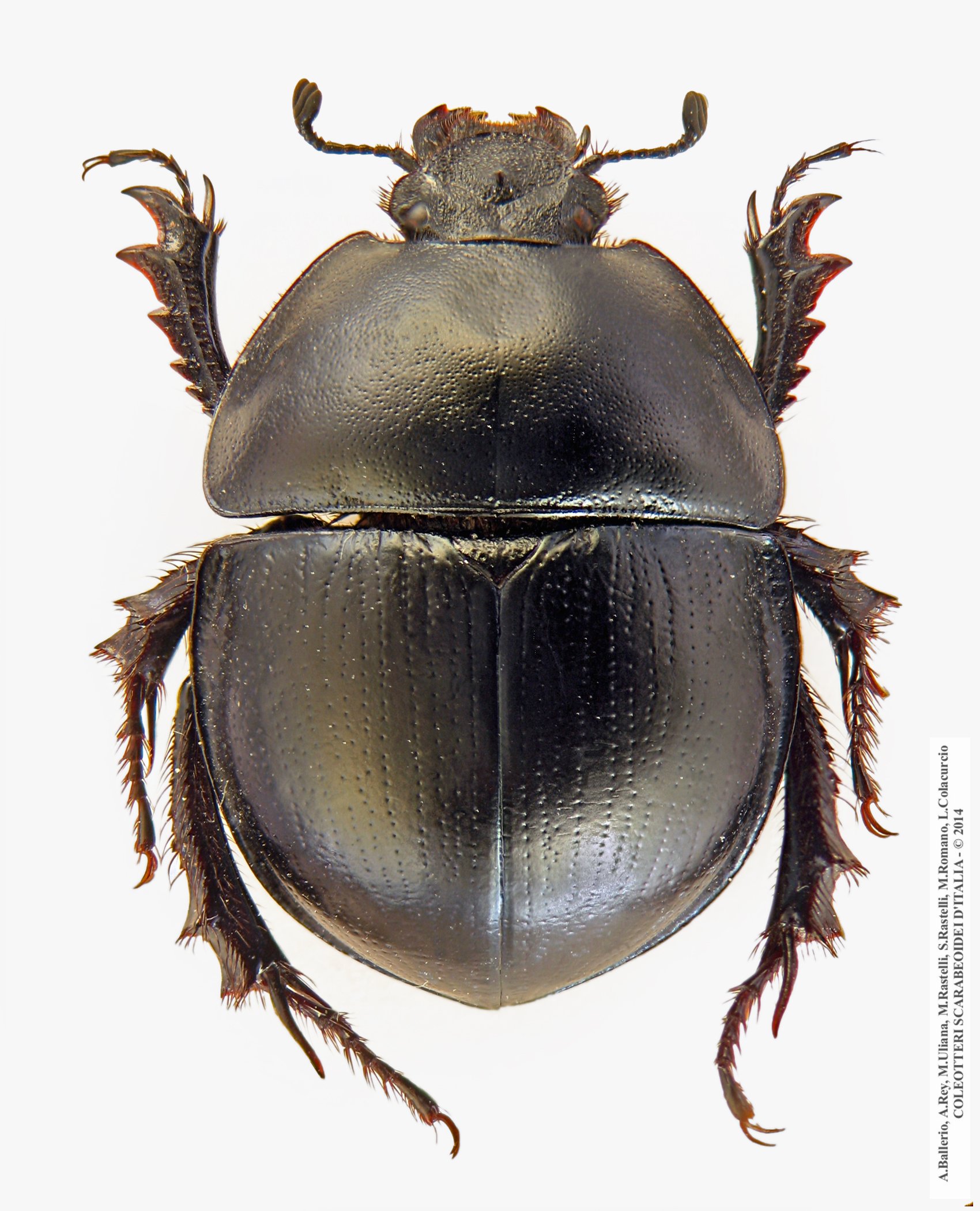 Jekelius marginatus, femmina