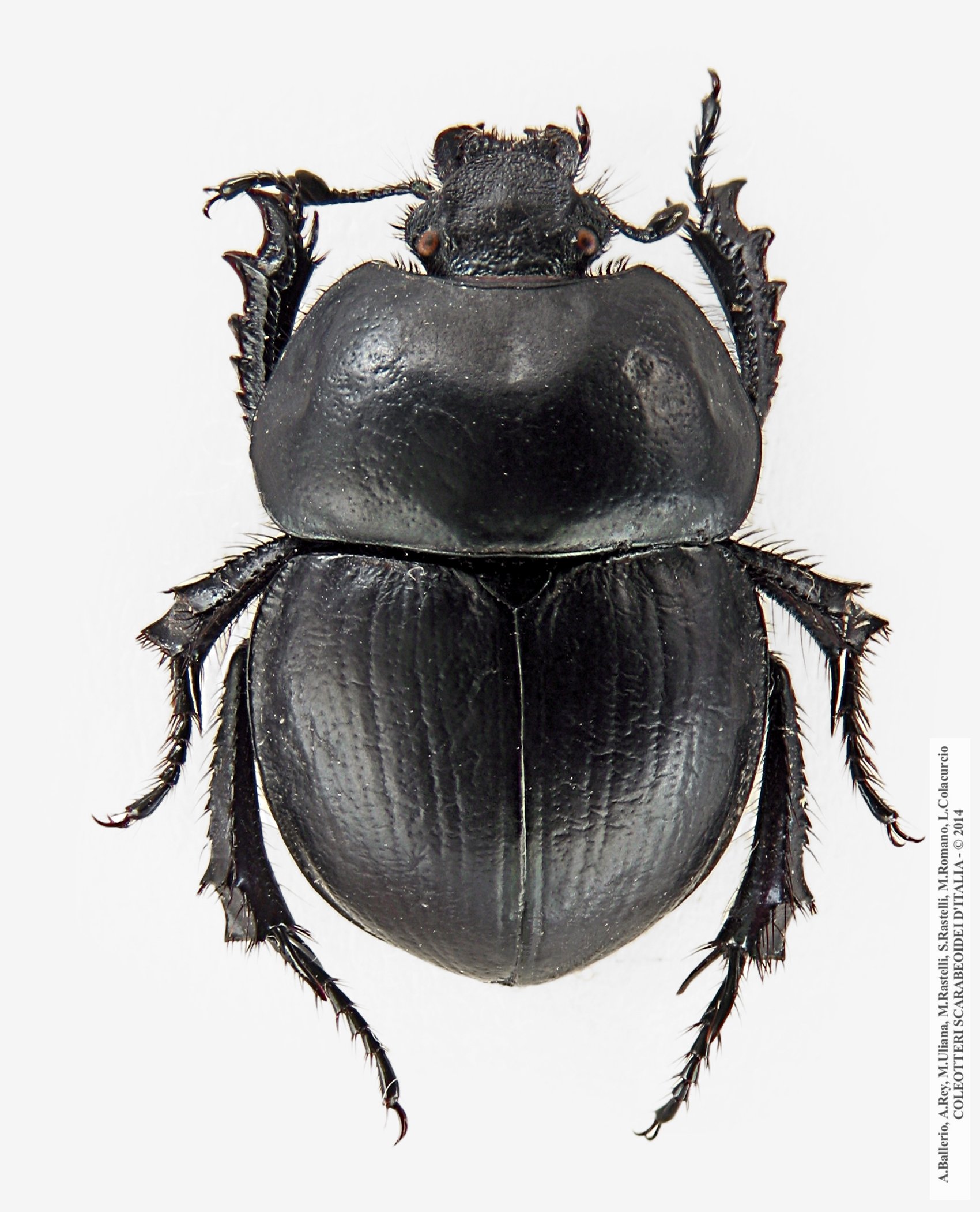 Jekelius sardous, maschio