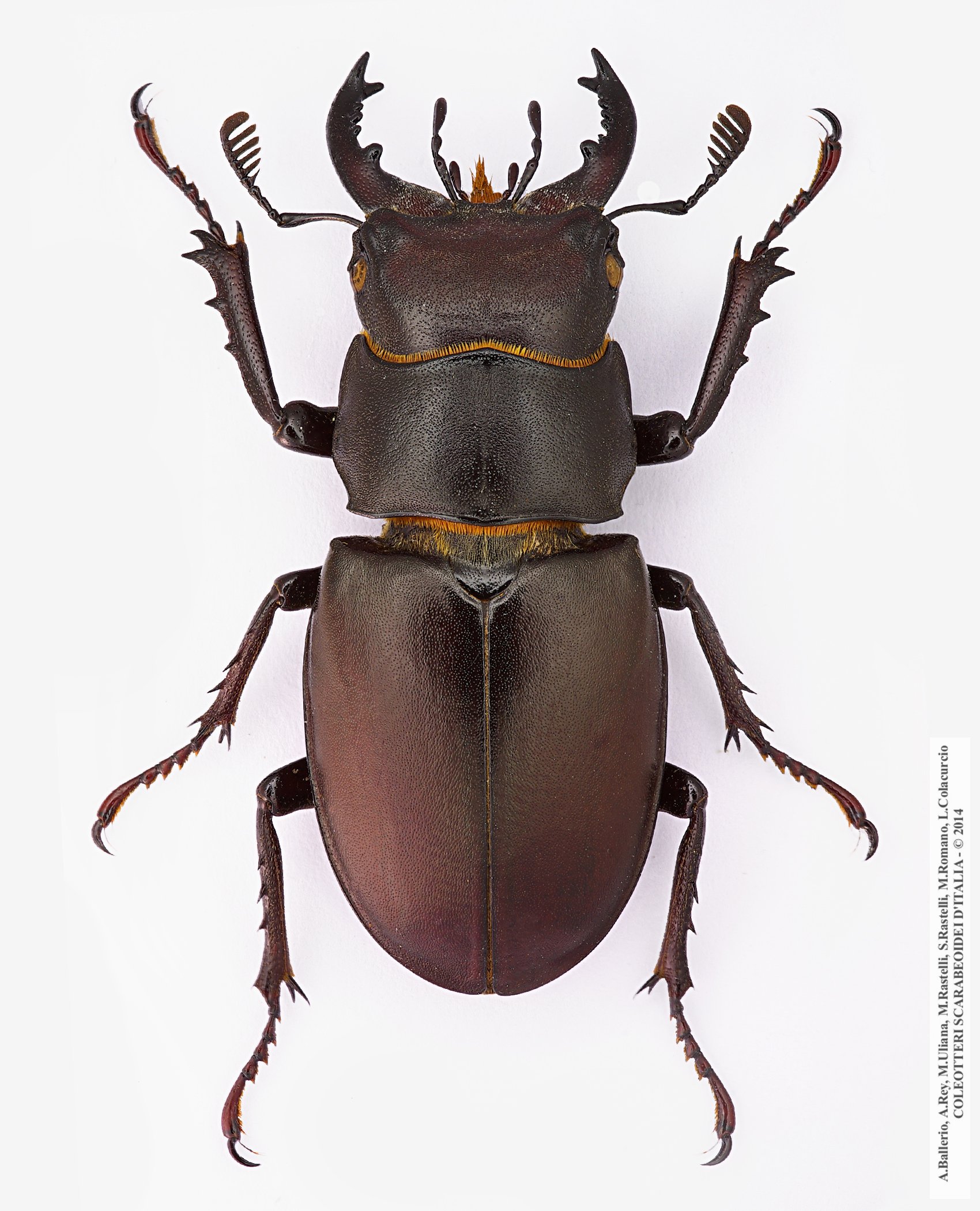 Lucanus tetraodon sicilianus
