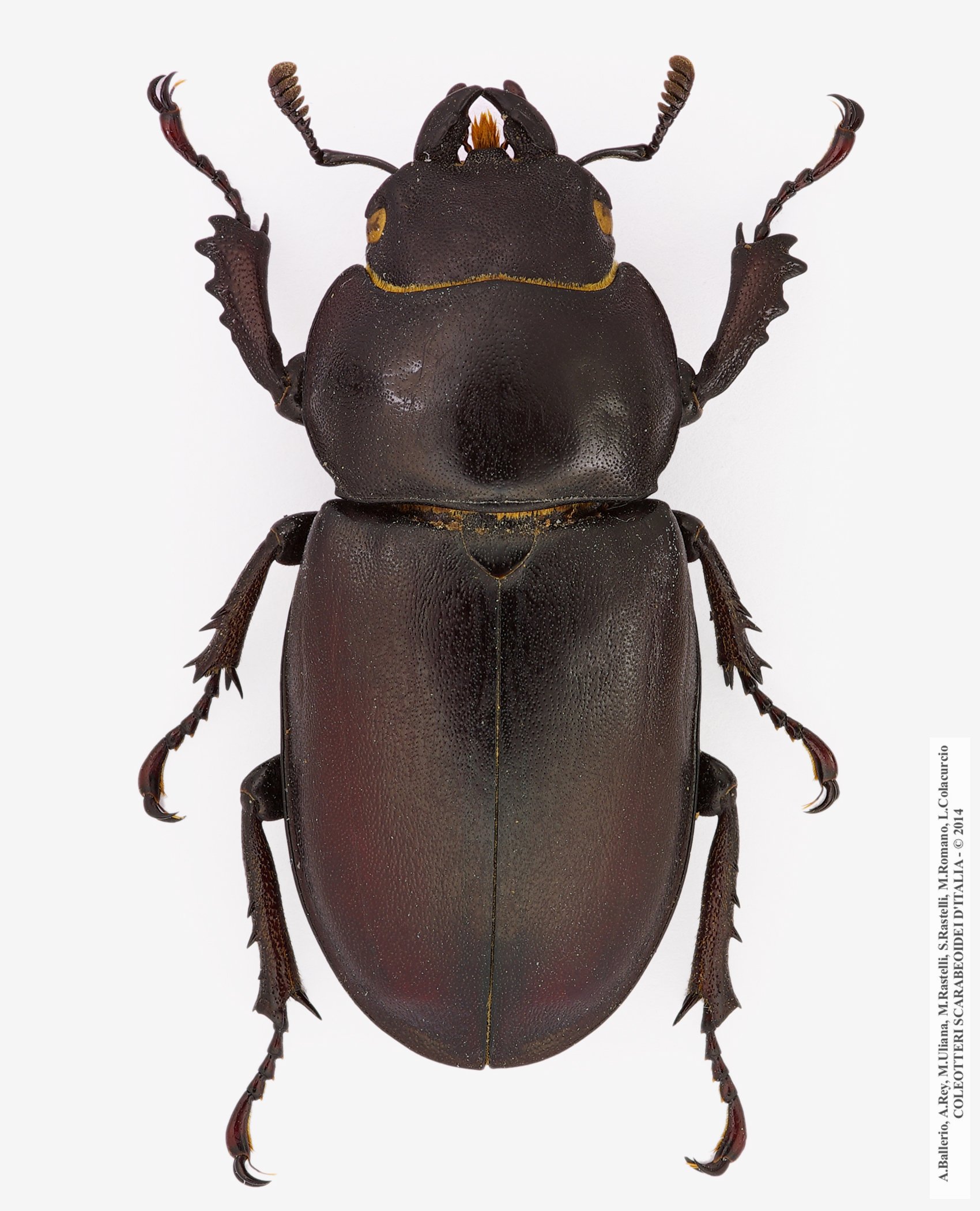Lucanus tetraodon tetraodon, femmina