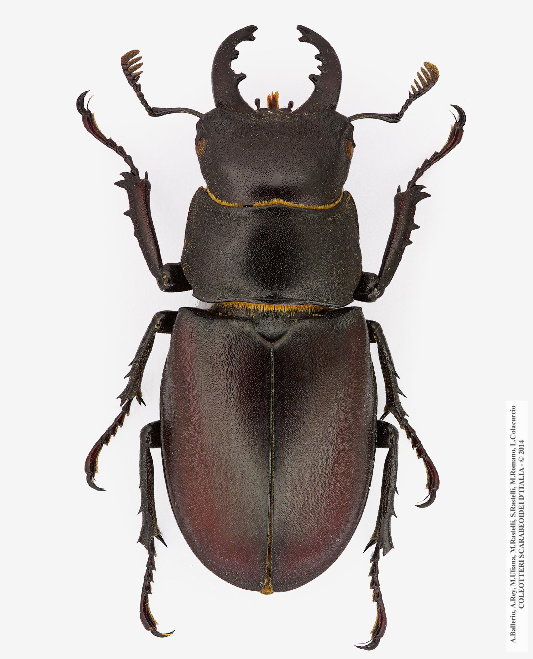 Lucanus tetraodon tetraodon, maschio