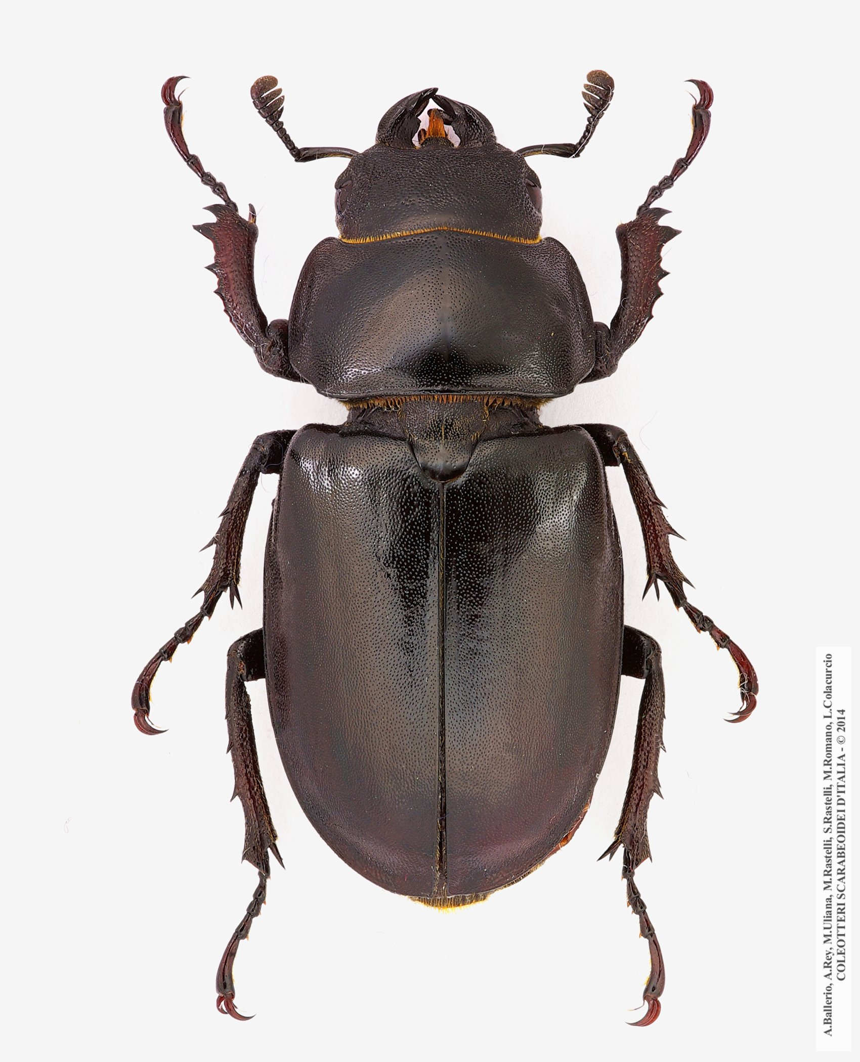 Luvcanus cervus cervus, femmina