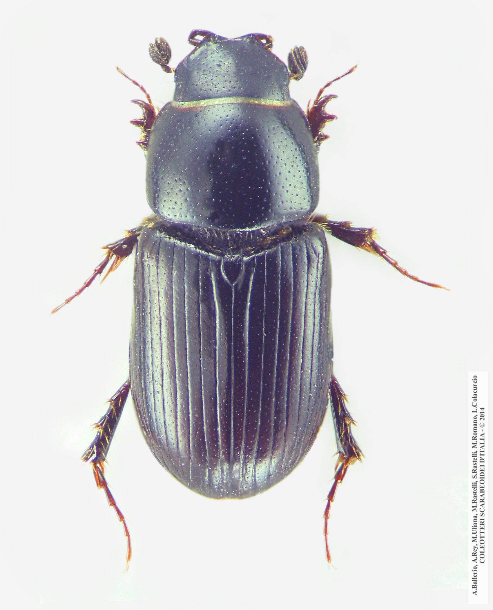 Mecynodes striatulus 