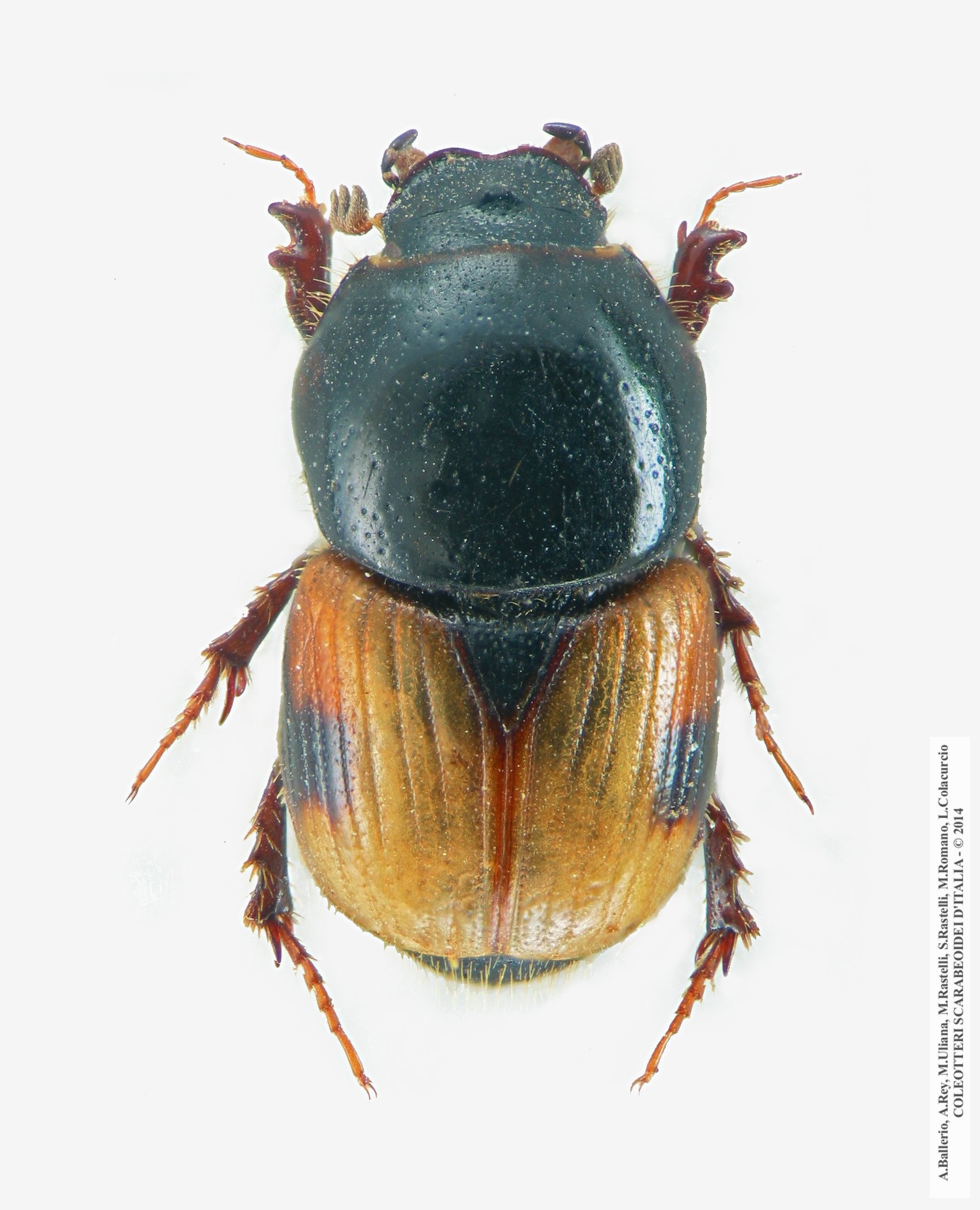 Megatelus contractus