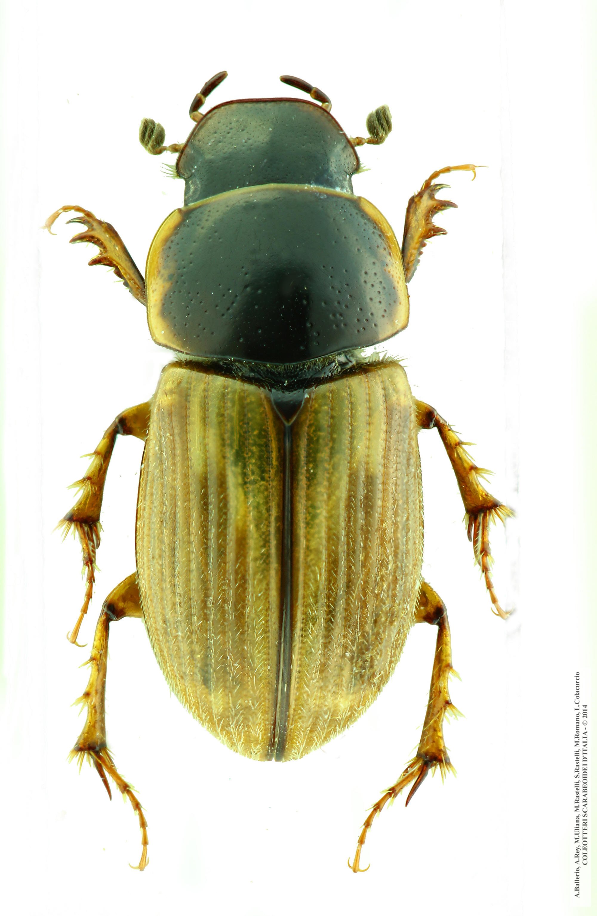 Melinopterus prodromus, maschio