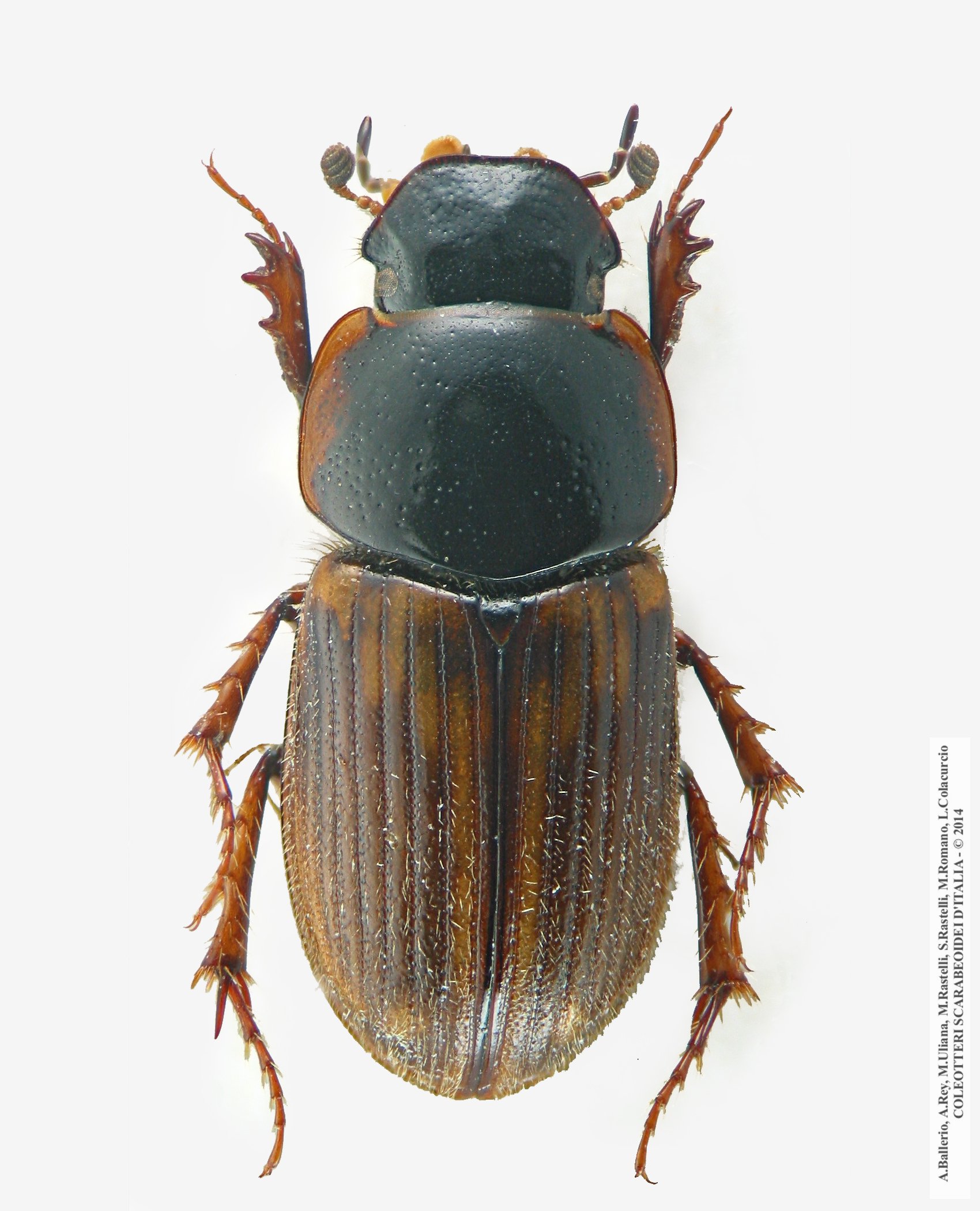 Melinopterus punctatosulcatus, maschio