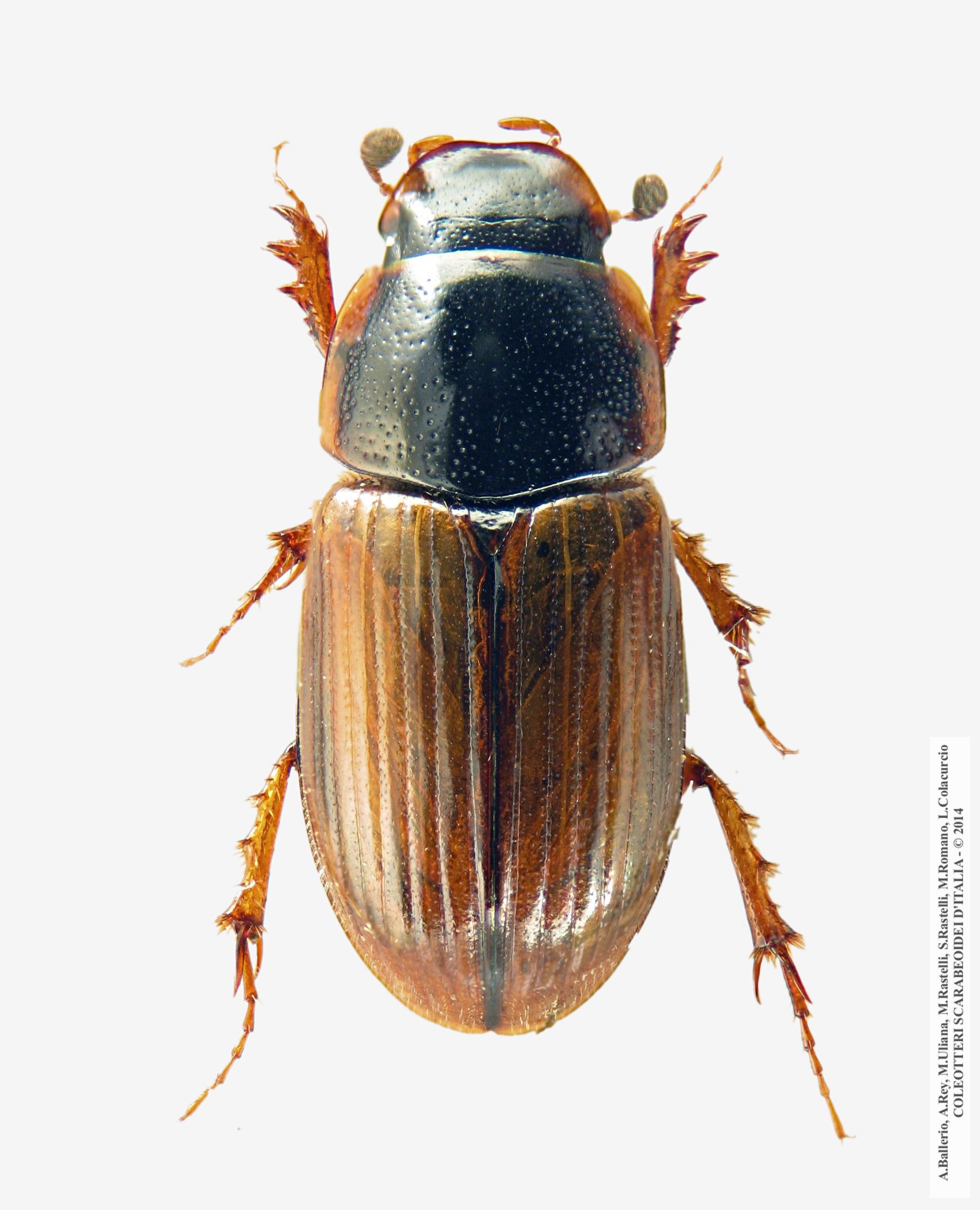 Melinopterus reyi, femmina