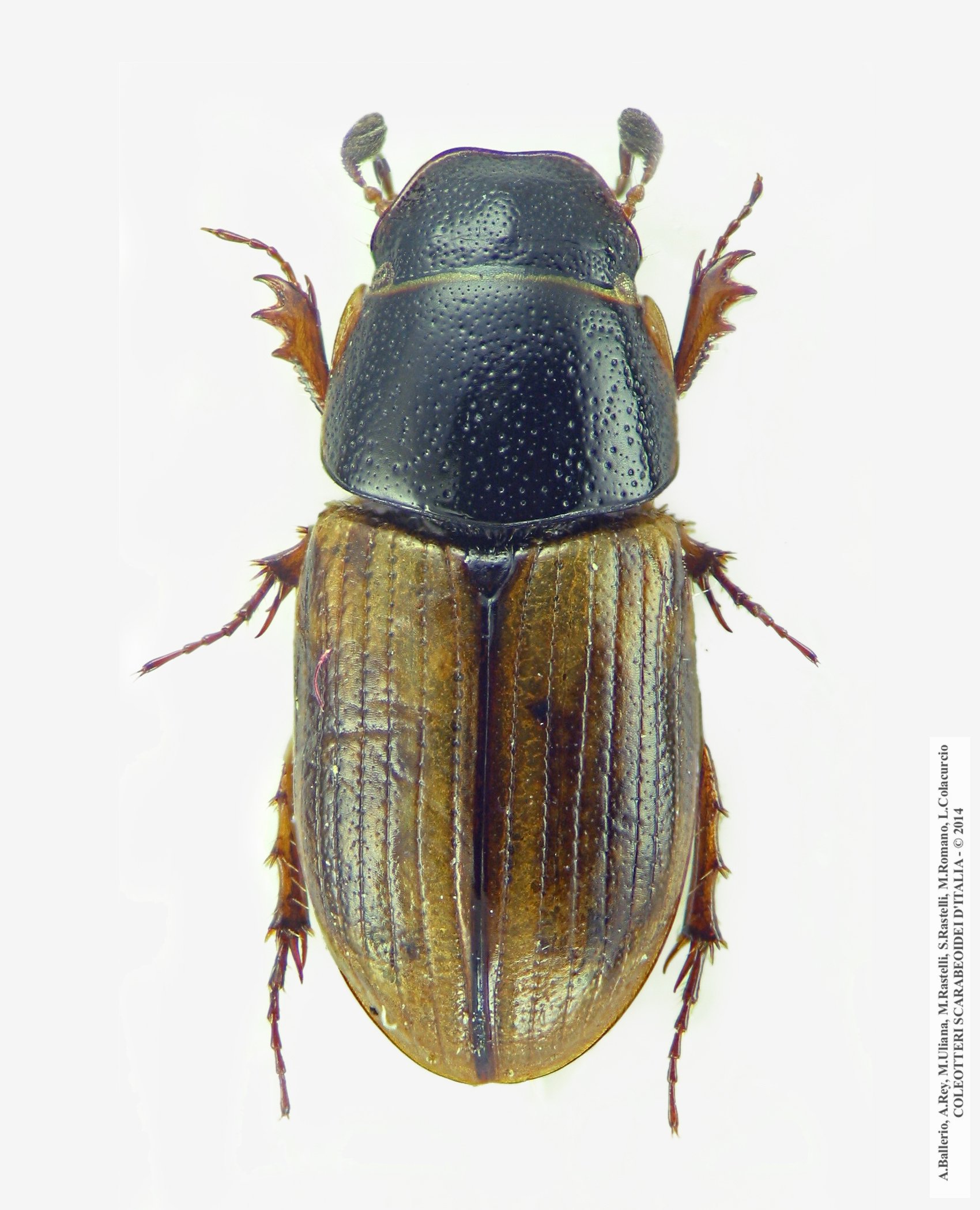 Melinopterus stolzi, femmina