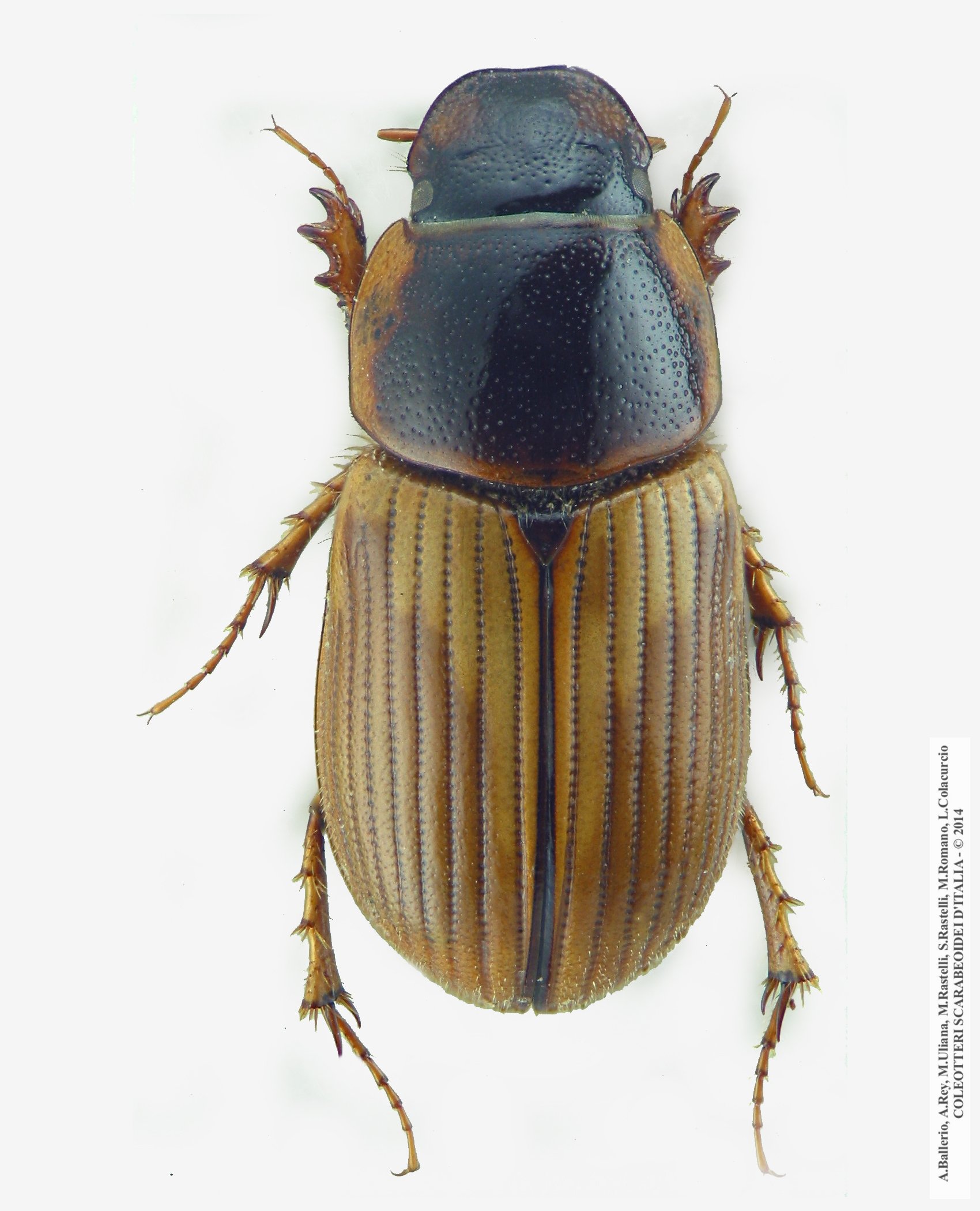 Melinopterus tingens, femmina