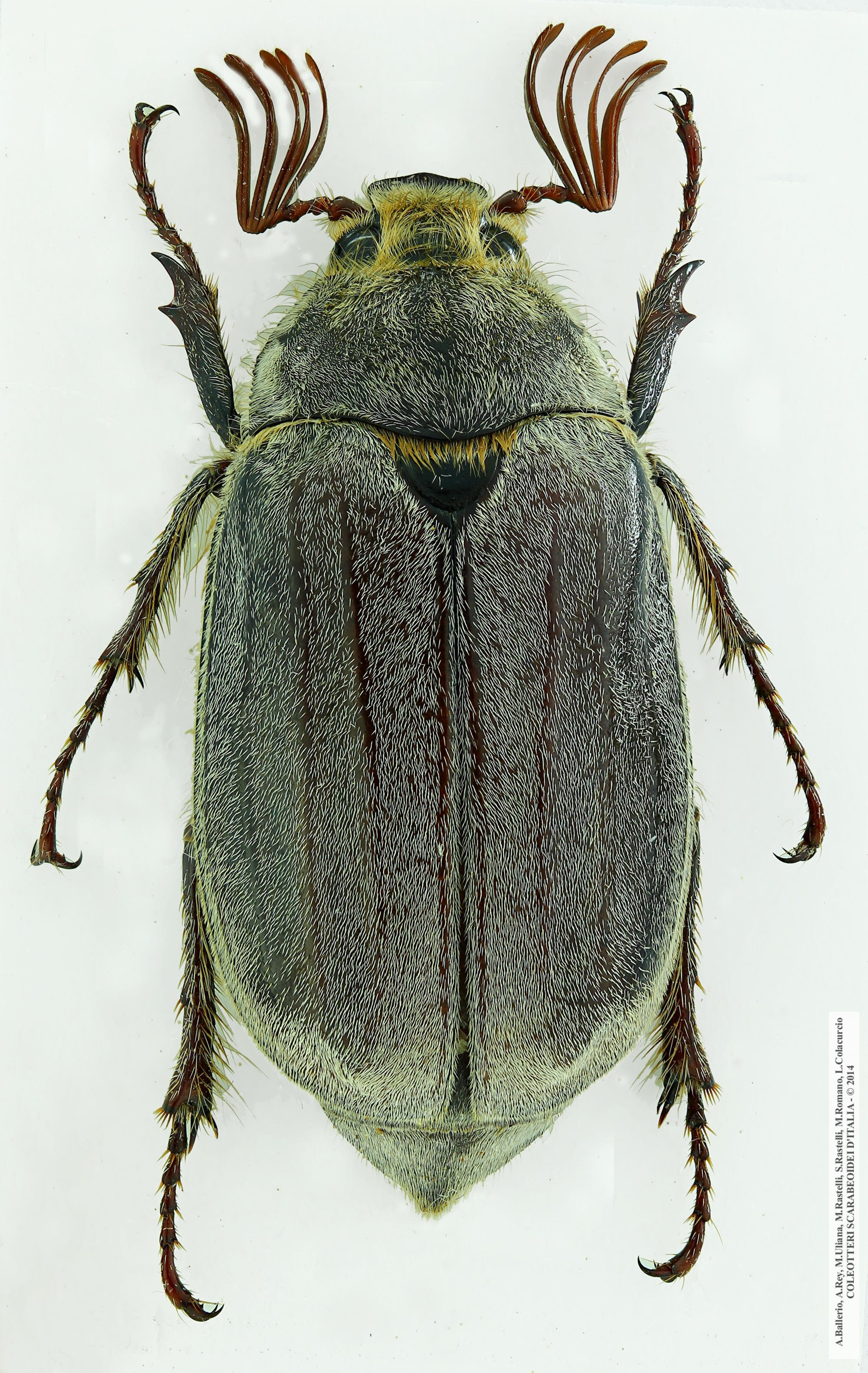 Melolontha sardiniensis, maschio