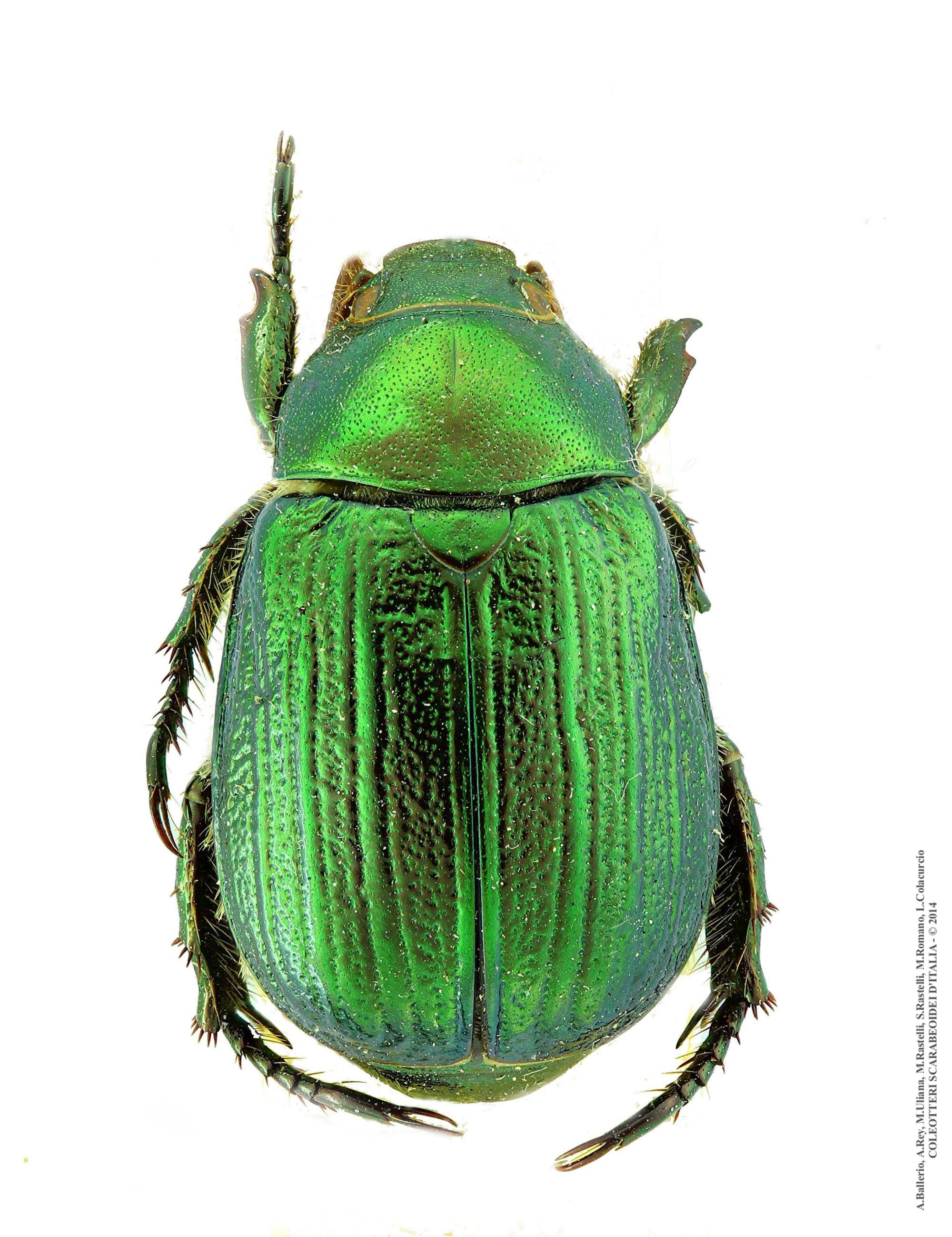 Mimela junii calabrica