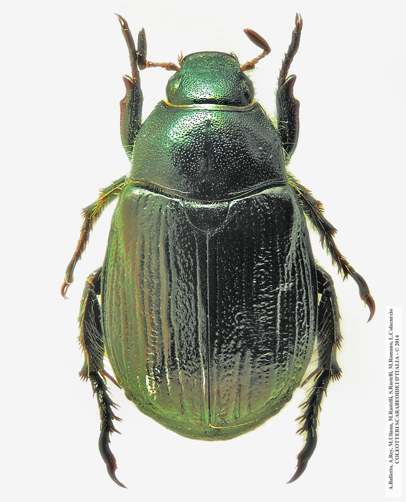 Mimela junii miksici