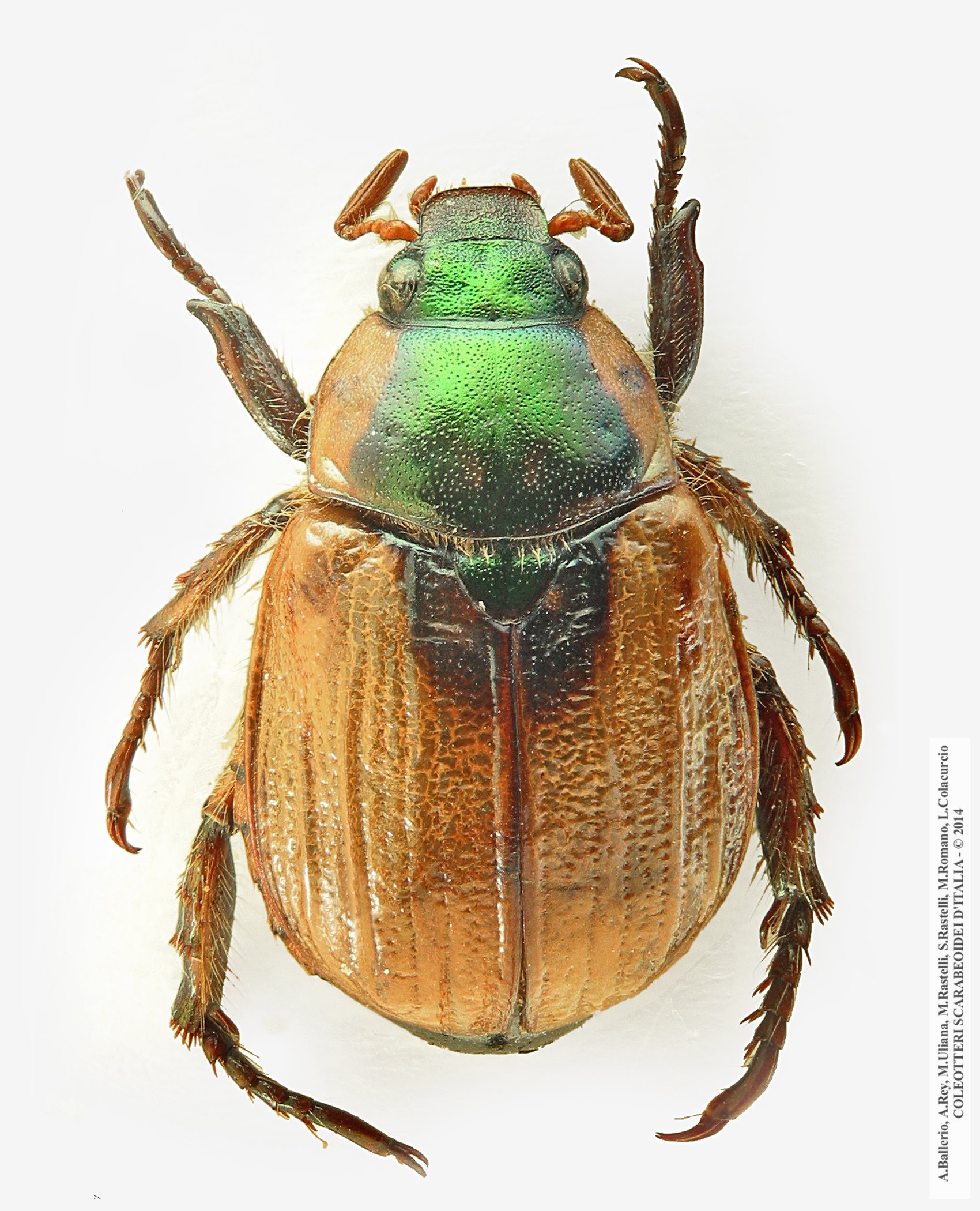 Mimela junii rugosula