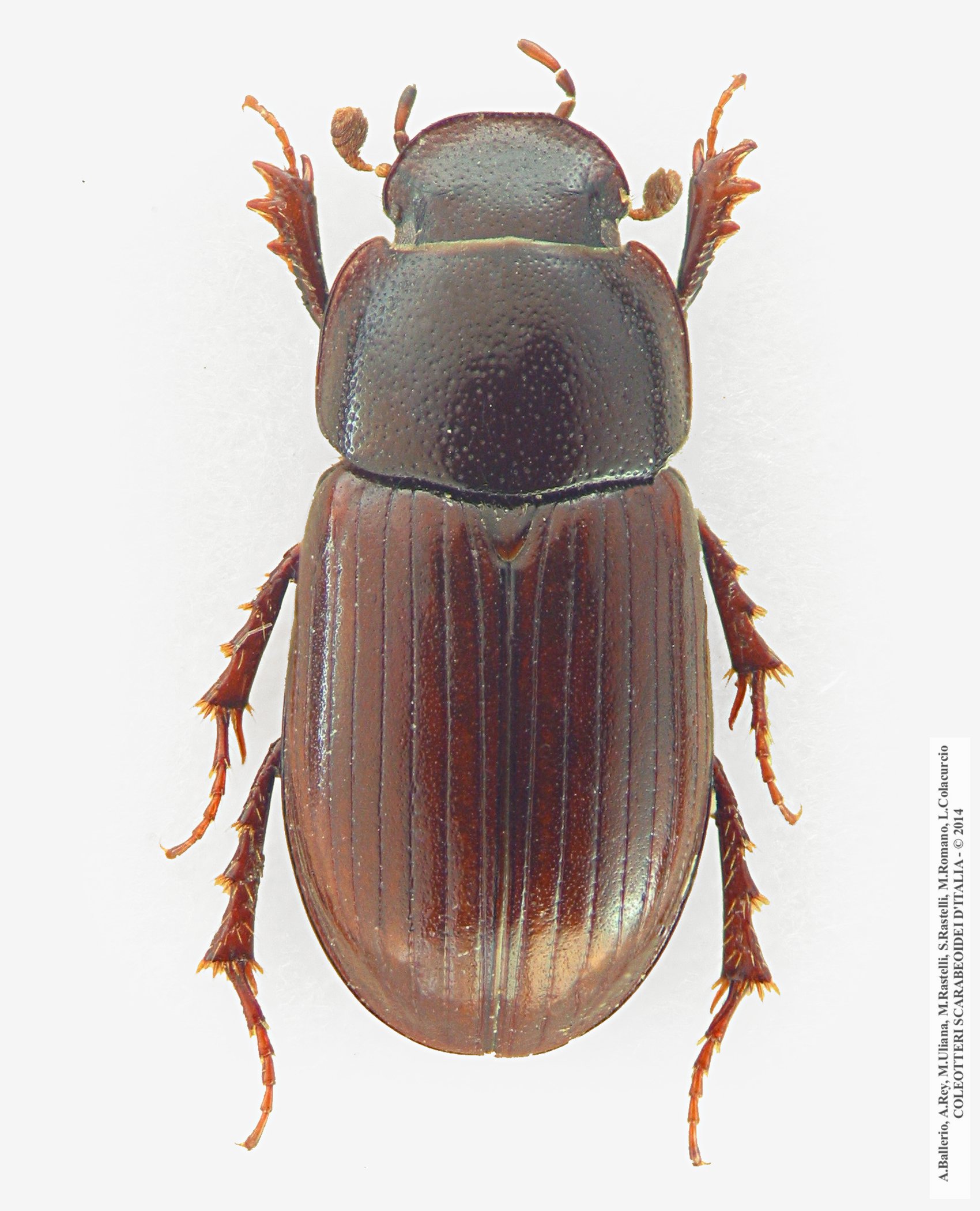 Neagolius  montanus, maschio 
