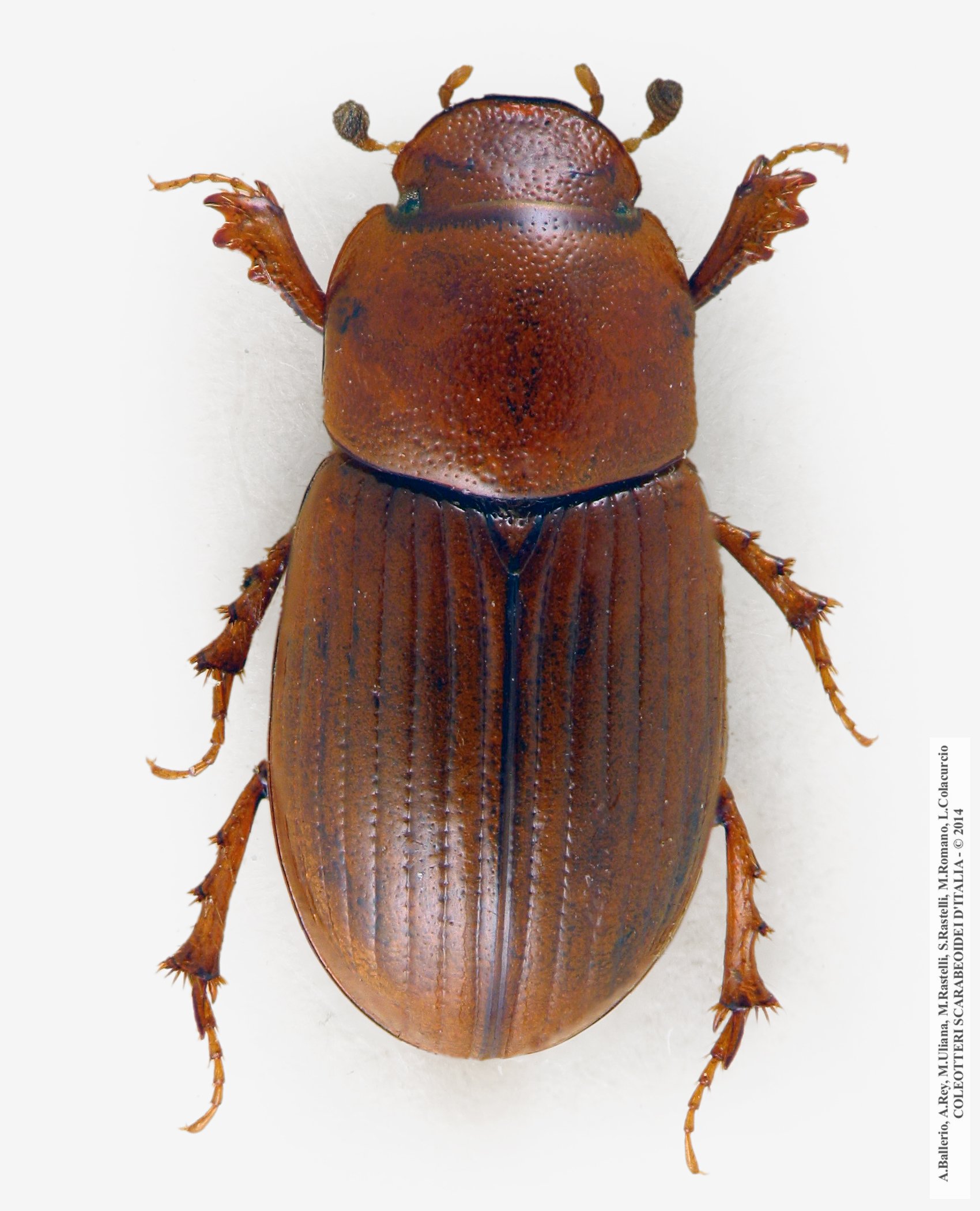 Neagolius amblyodon, femmina