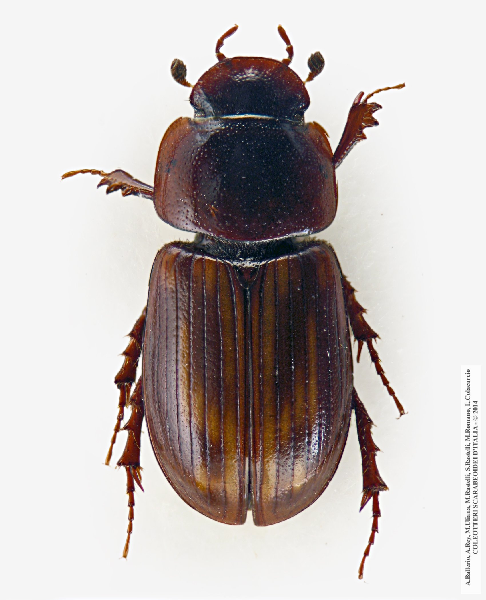 Neagolius bilimeki, maschio