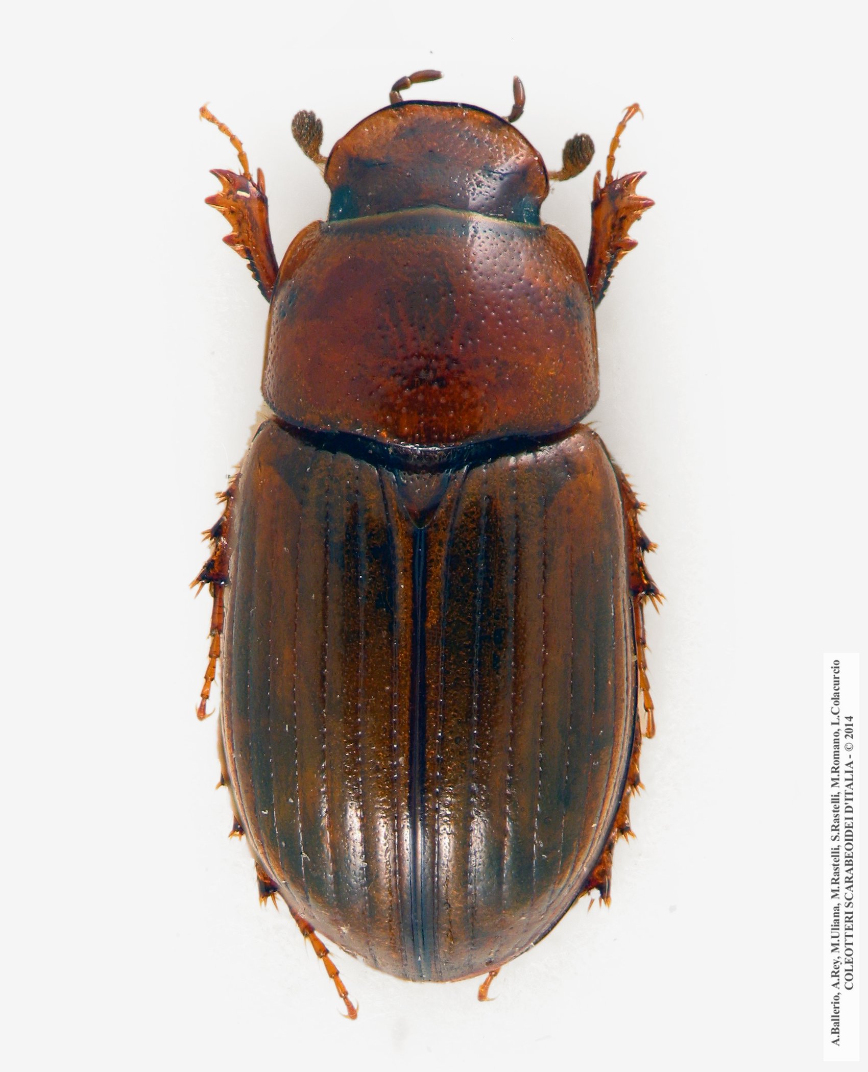Neagolius  montanus, femmina 