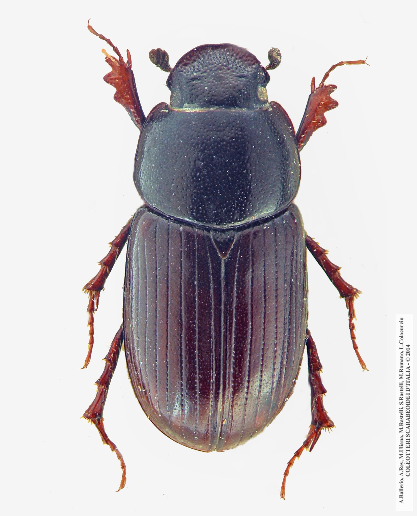 Neagolius montivagus, maschio