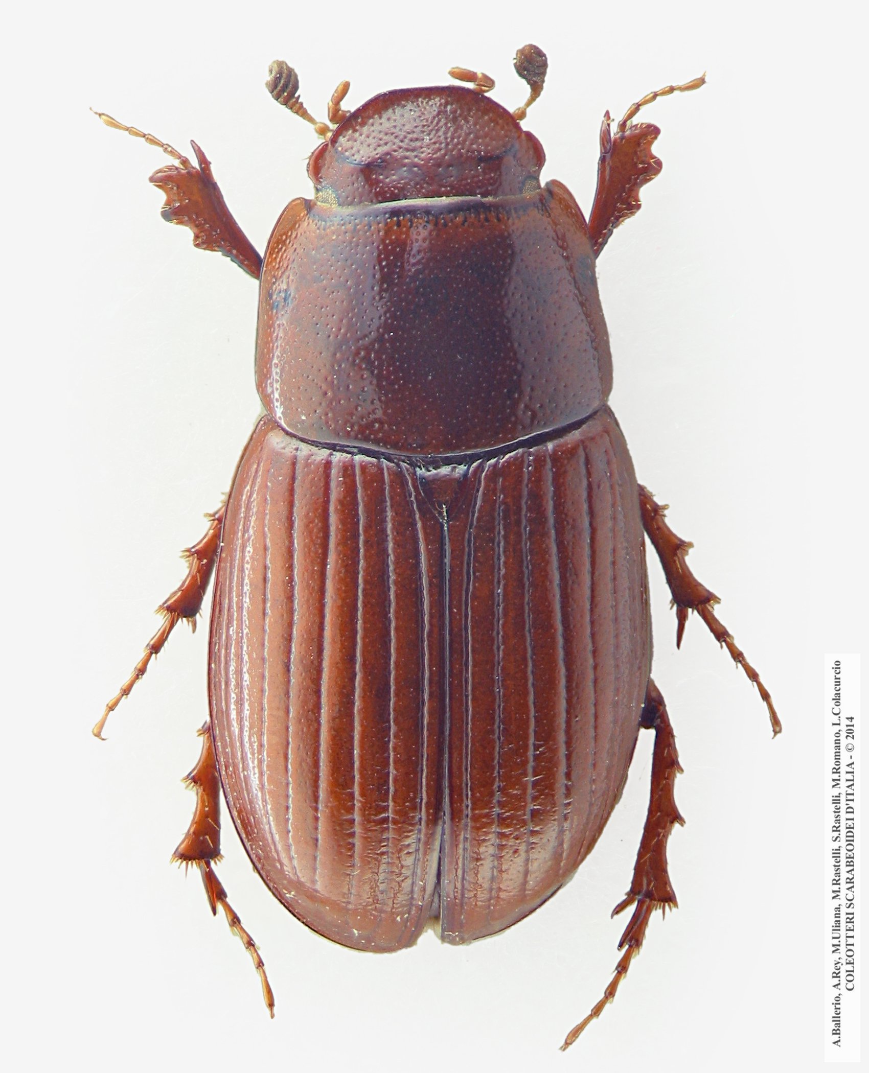 Neagolius pollicatus, femmina