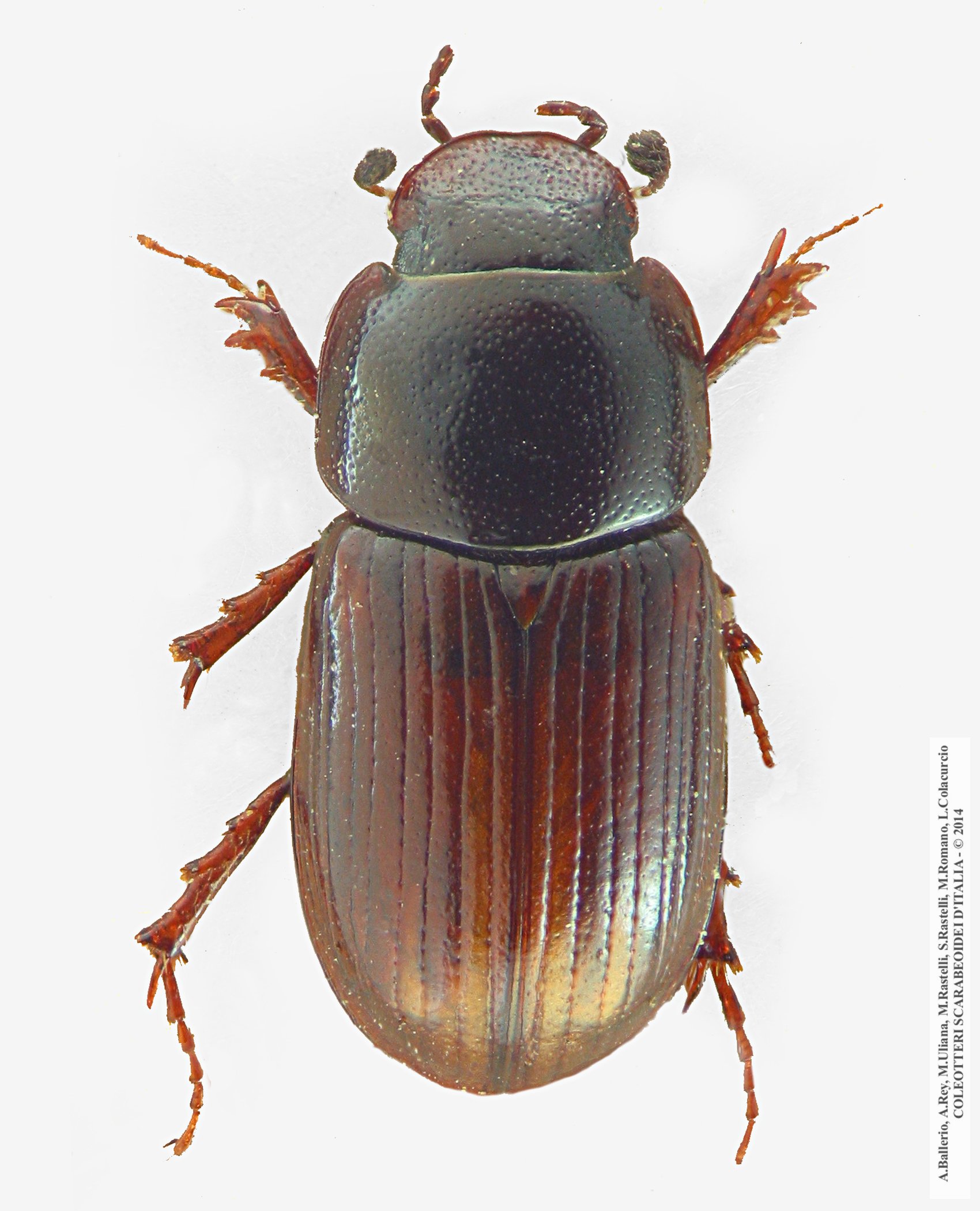 Neagolius praecox, maschio