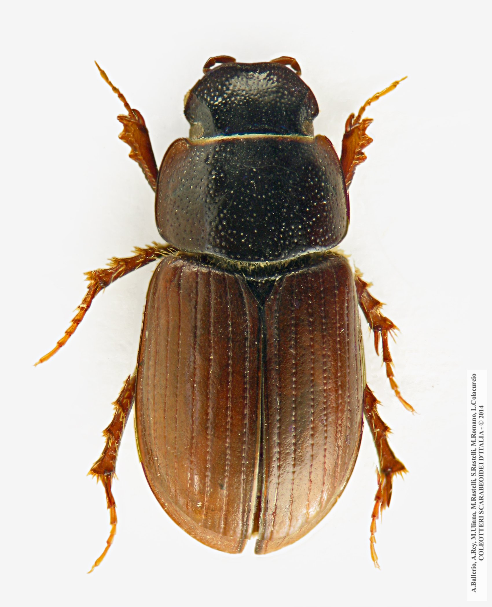 Neagolius schlumbergeri samniticus, maschio