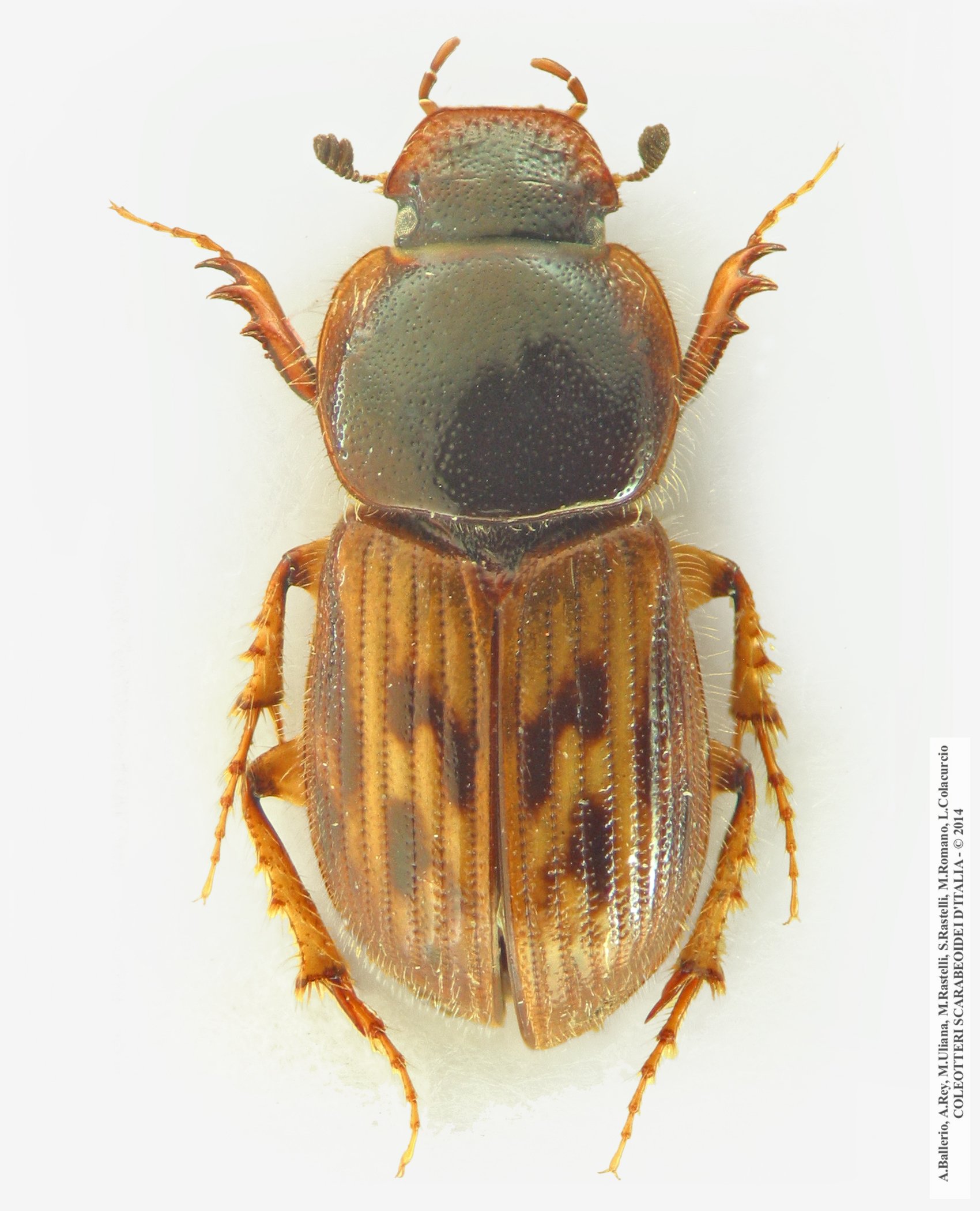 Nimbus franzinii, maschio 