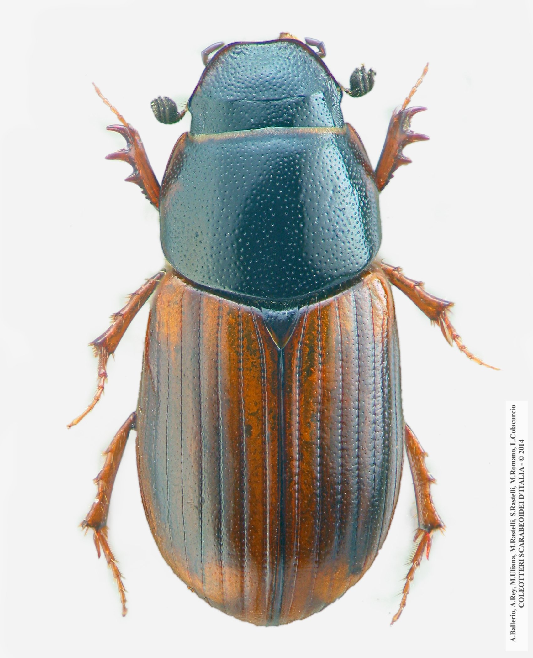 Nobius serotinus, femmina