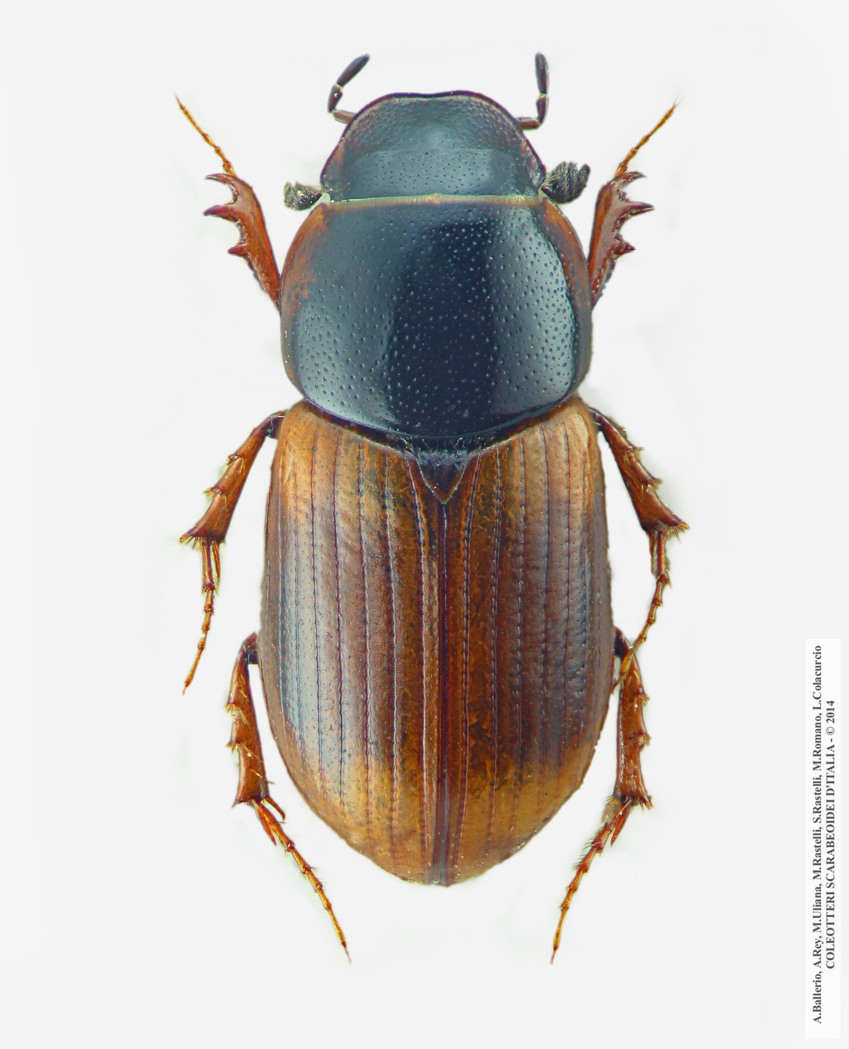 Nobius serotinus, maschio