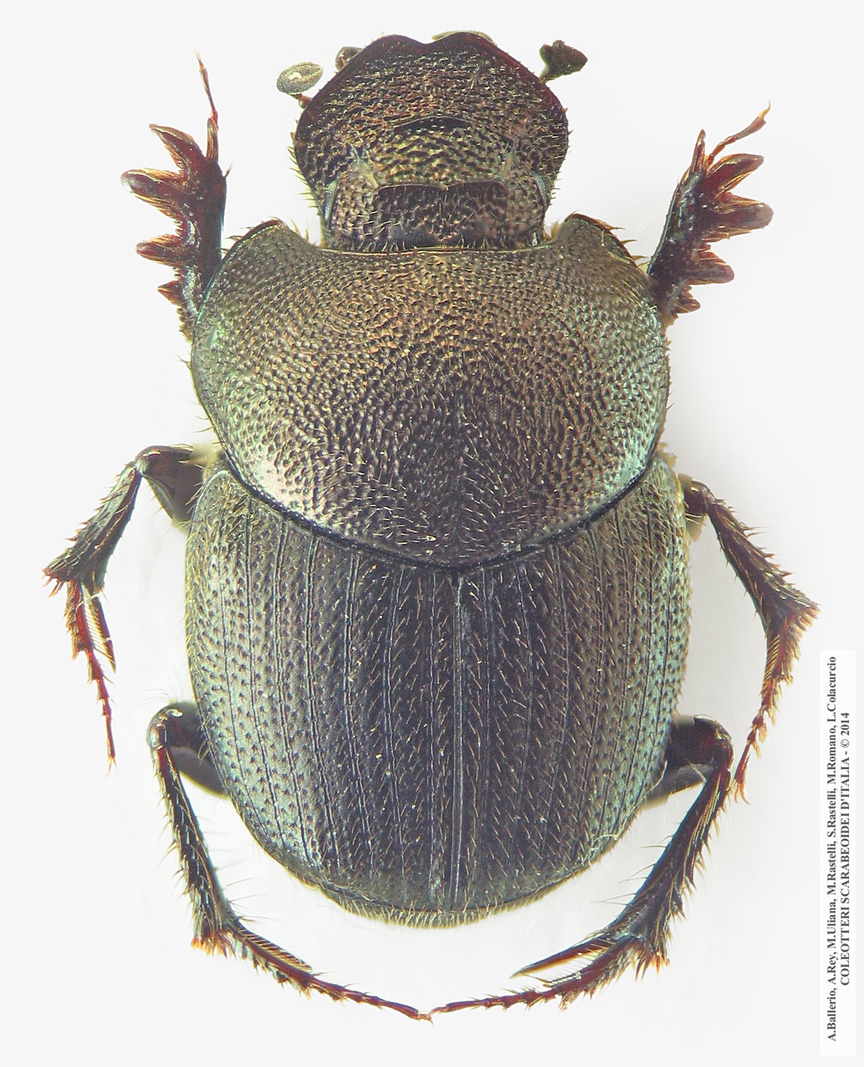 Onthophagus  punctatus