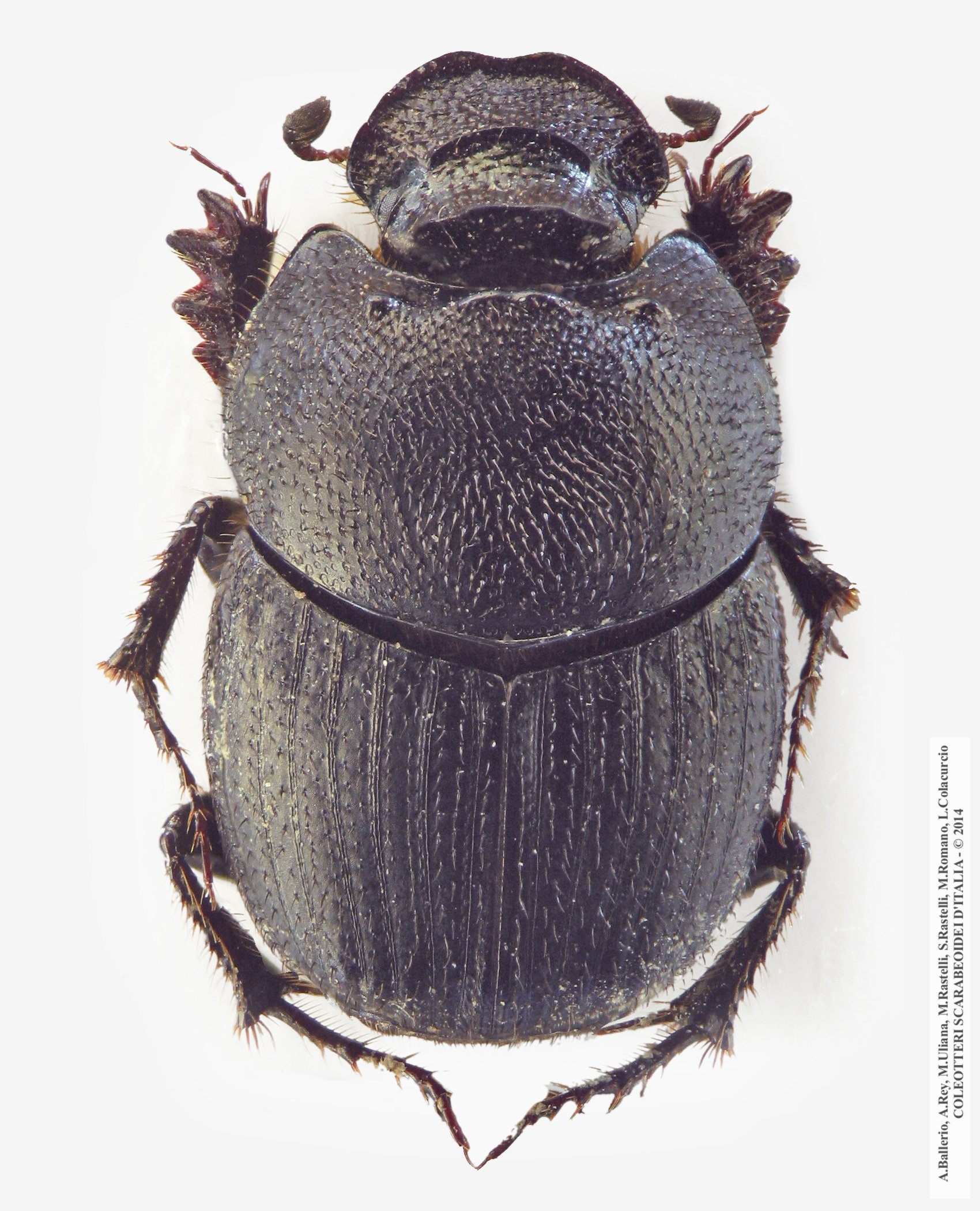 Onthophagus semicornis, femmina