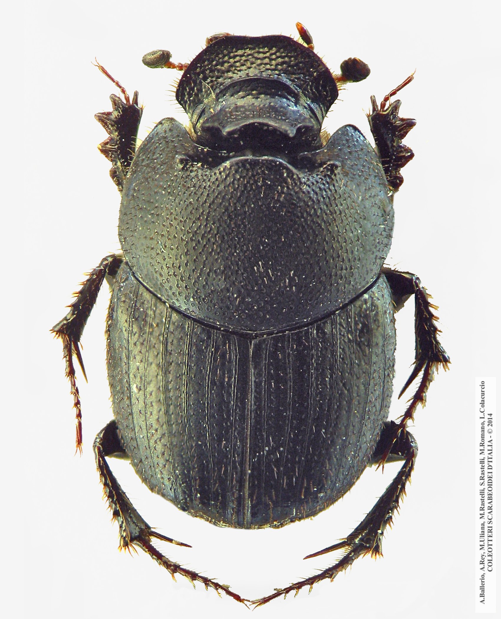 Onthophagus semicornis, maschio 