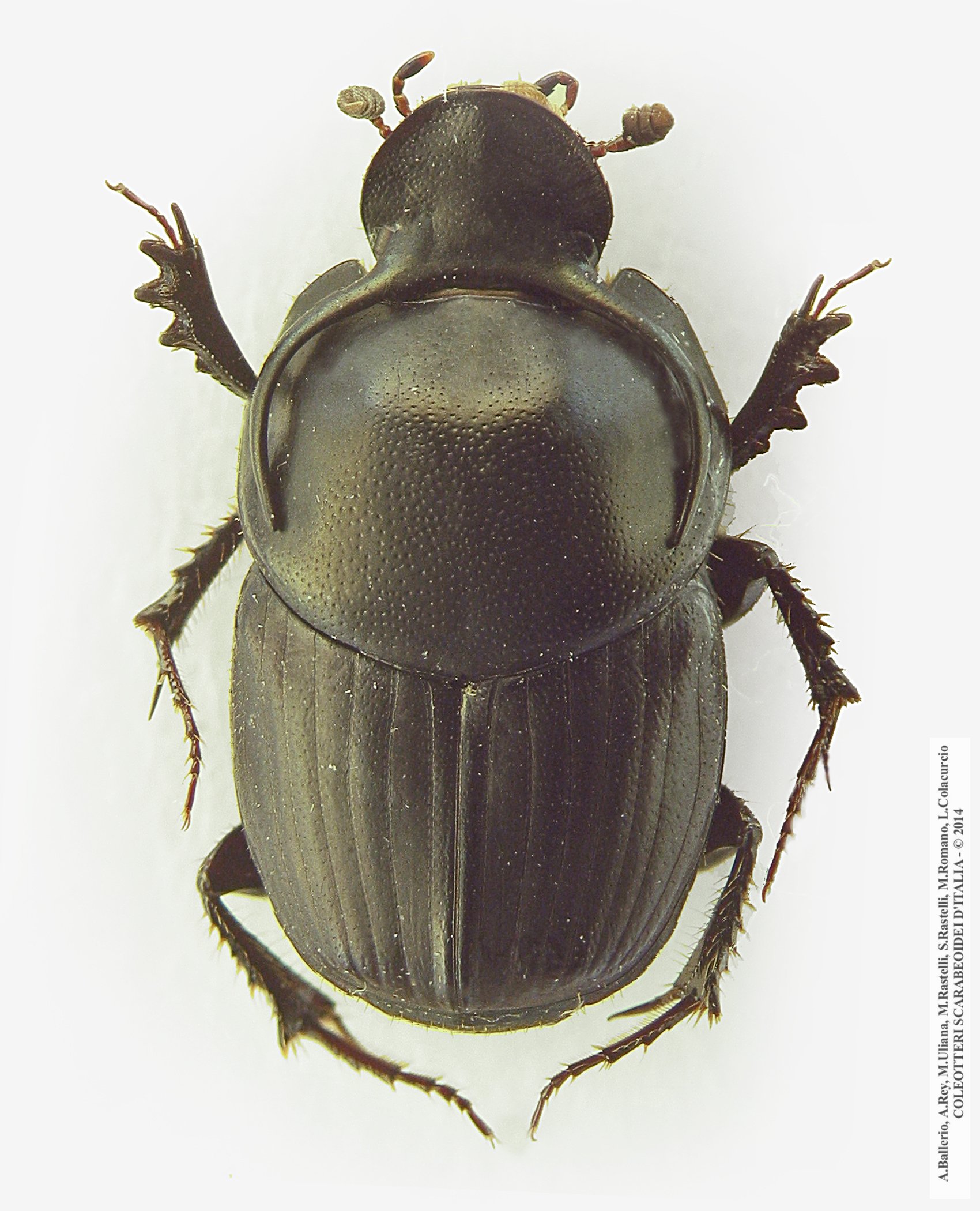 Onthophagus taurus, maschio