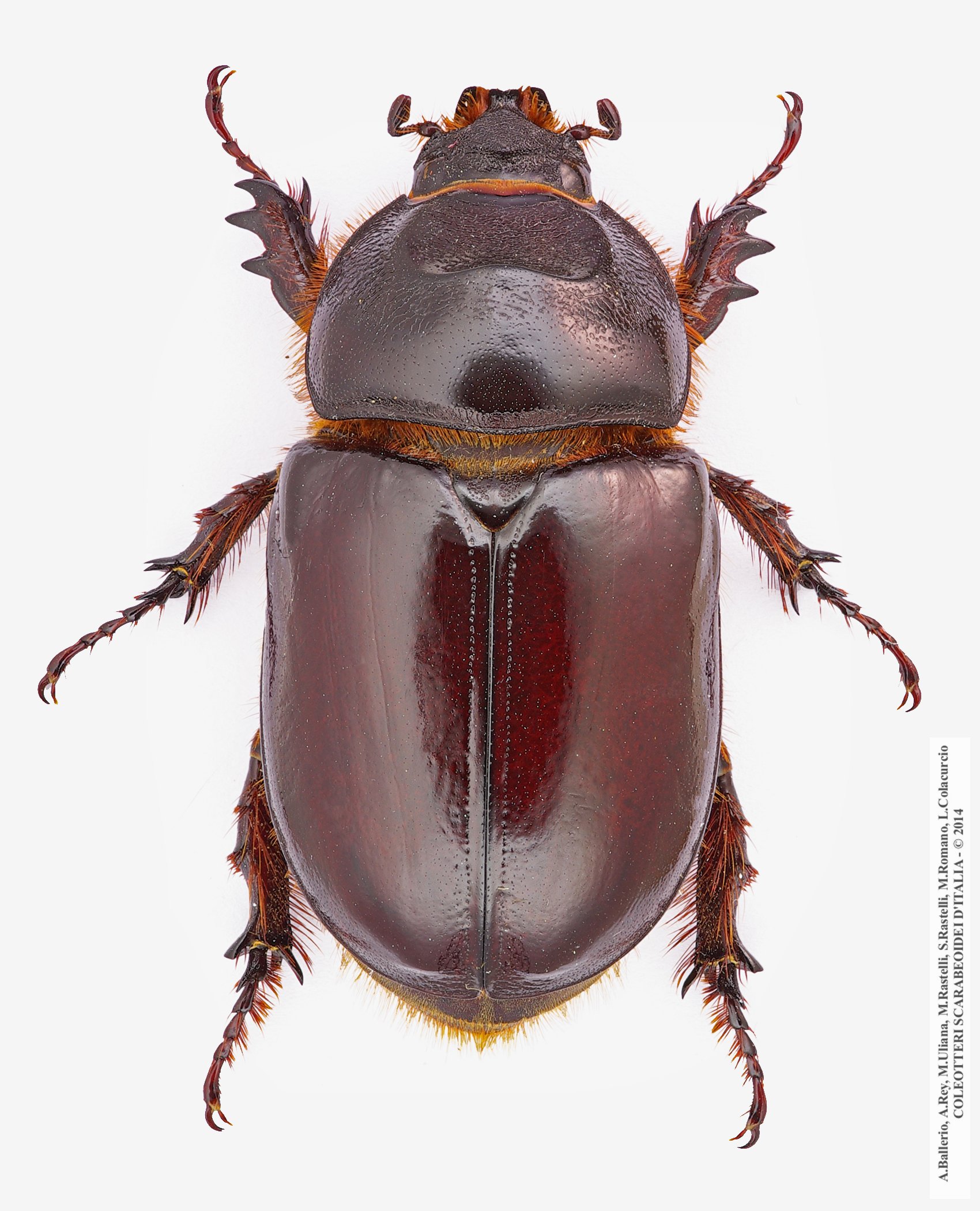 Oryctes nasicornis corniculatus, femmina